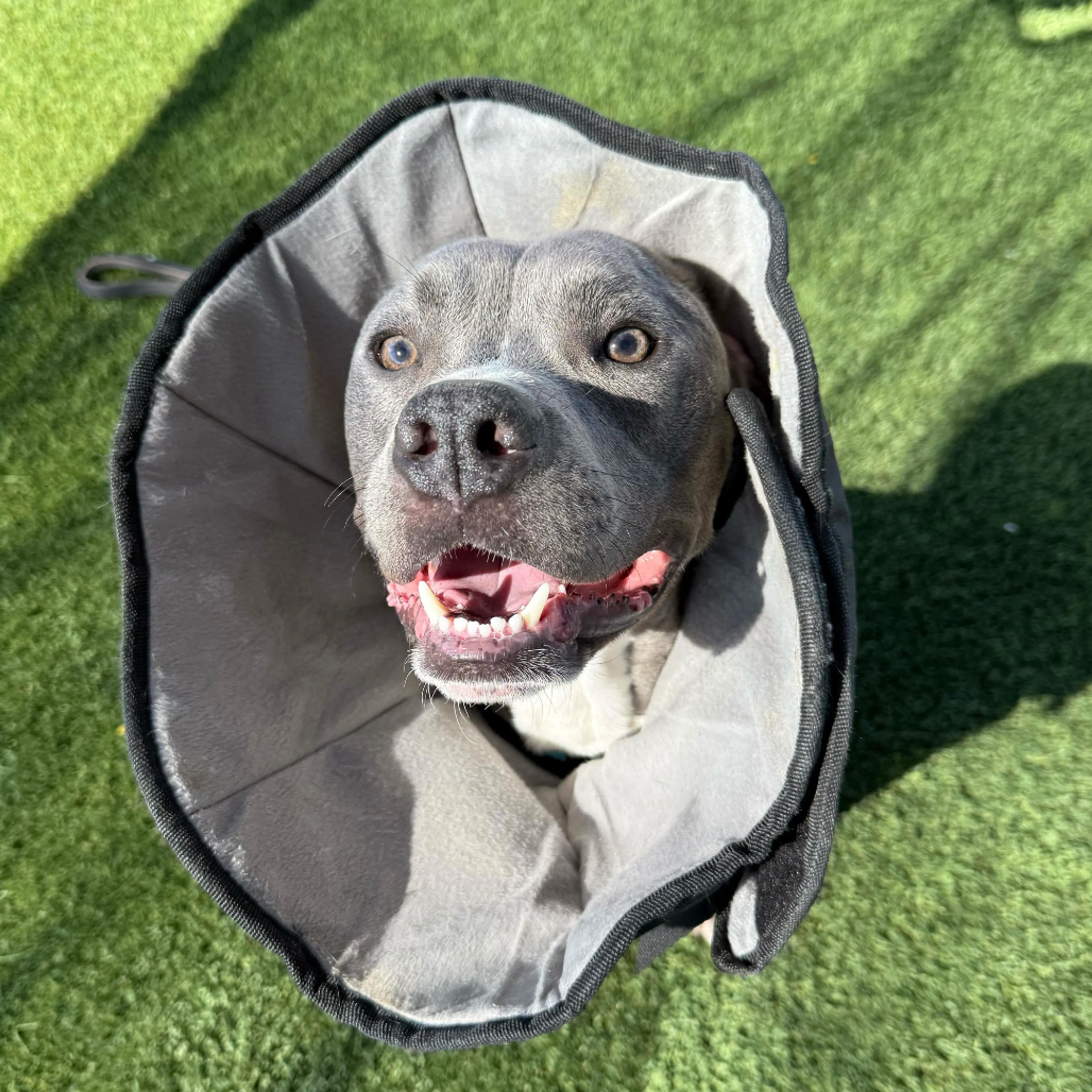 Found pet-2