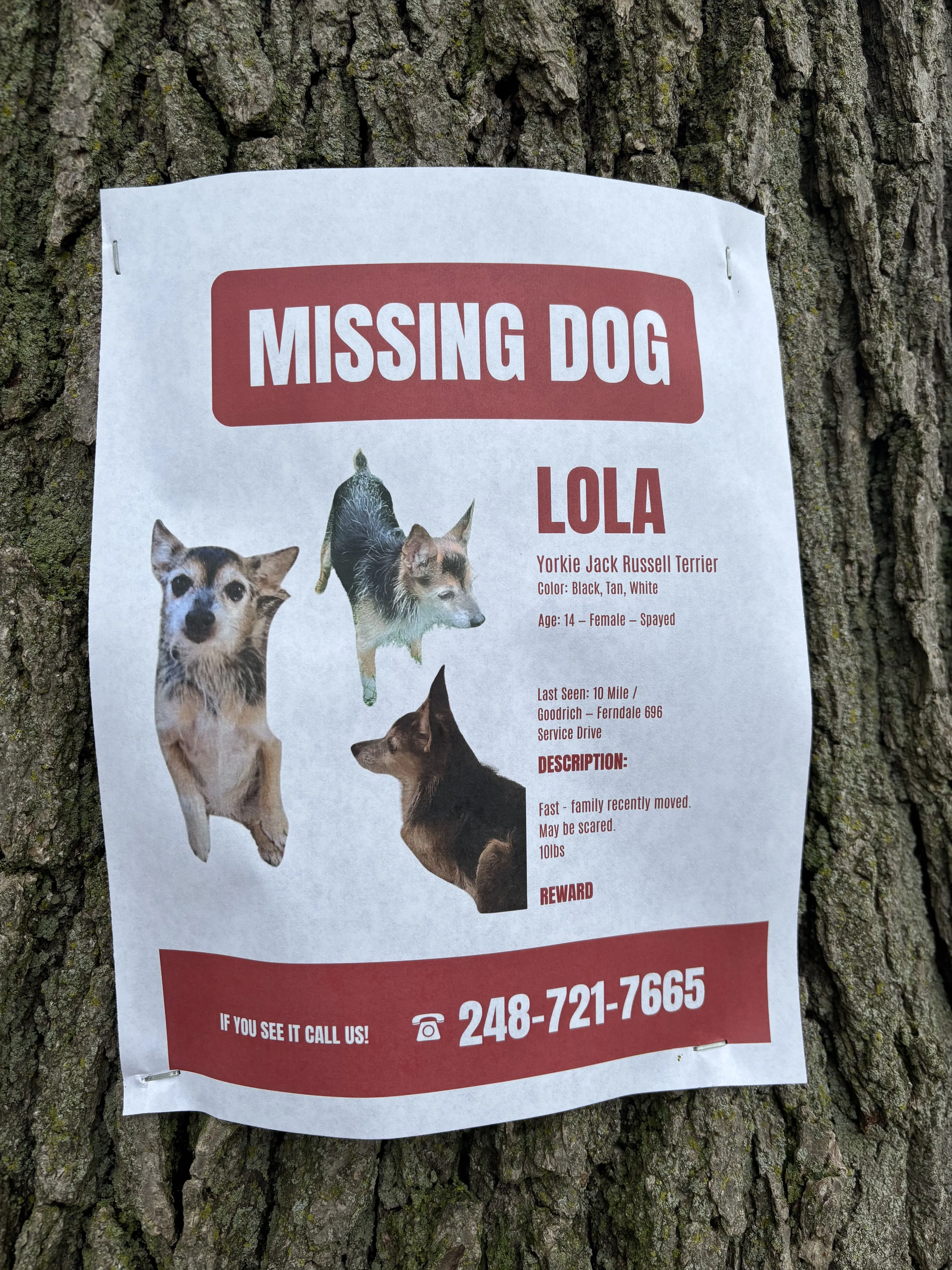Lost pet