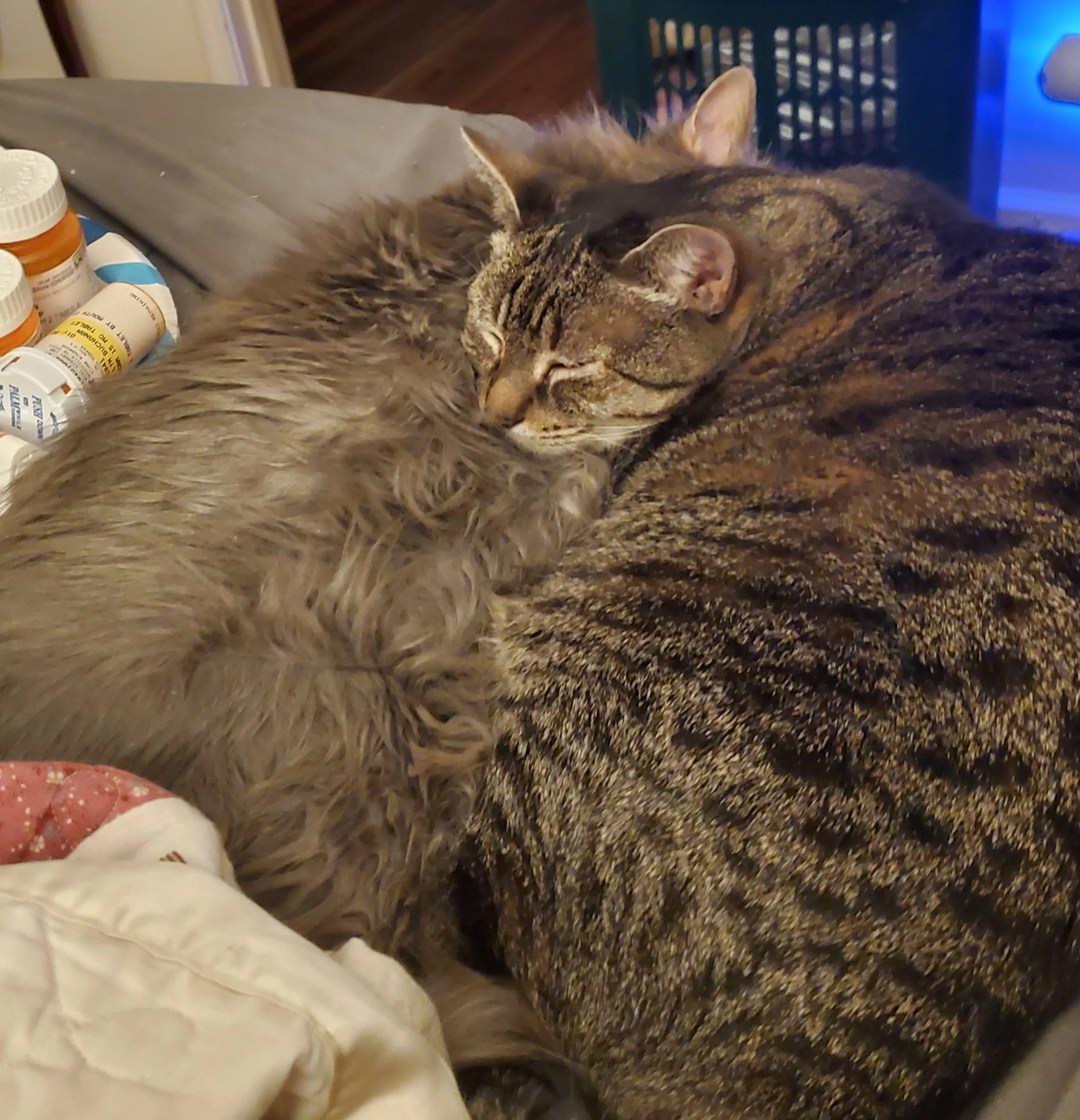 Found pet-3