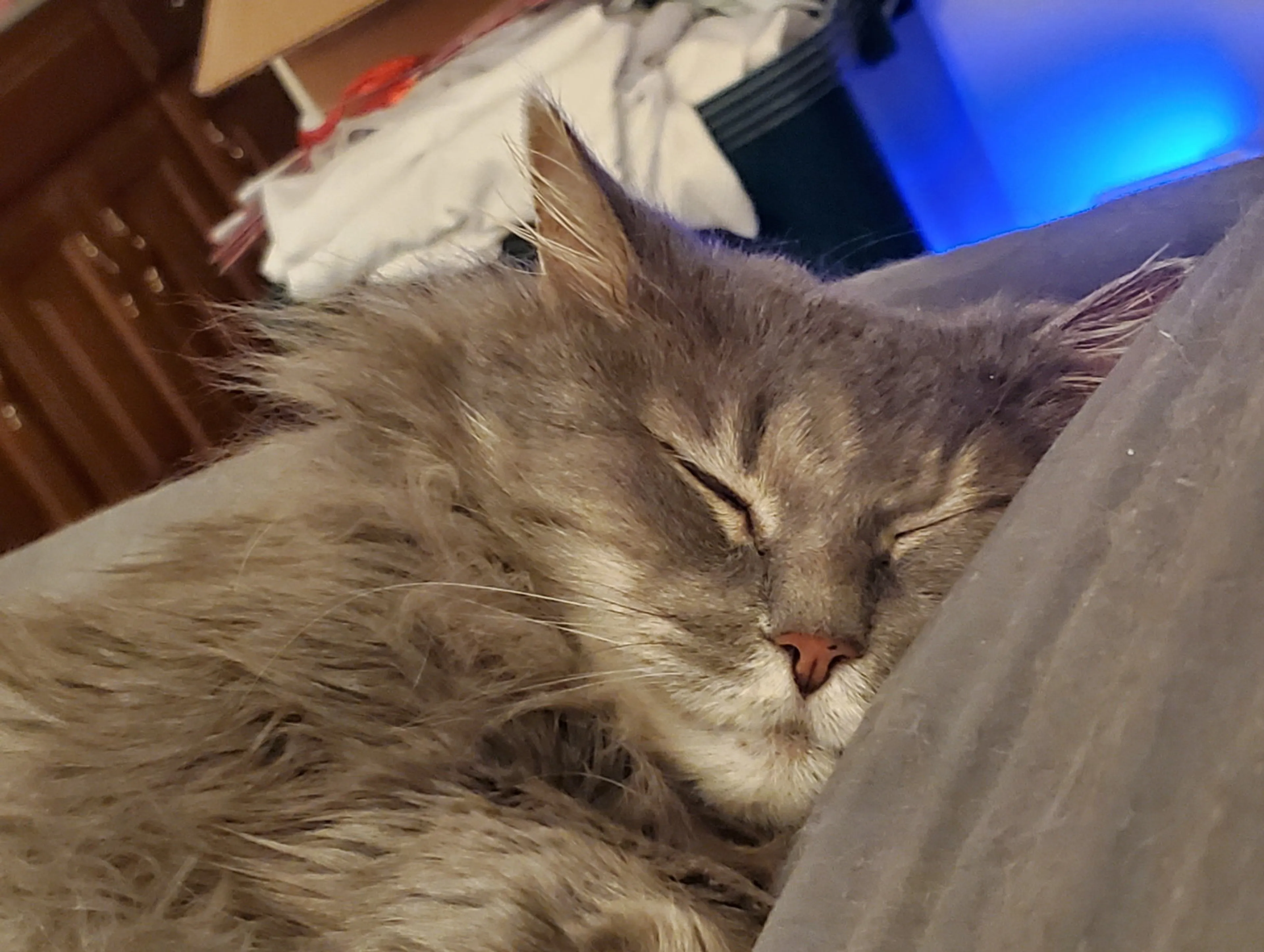 Found pet-1