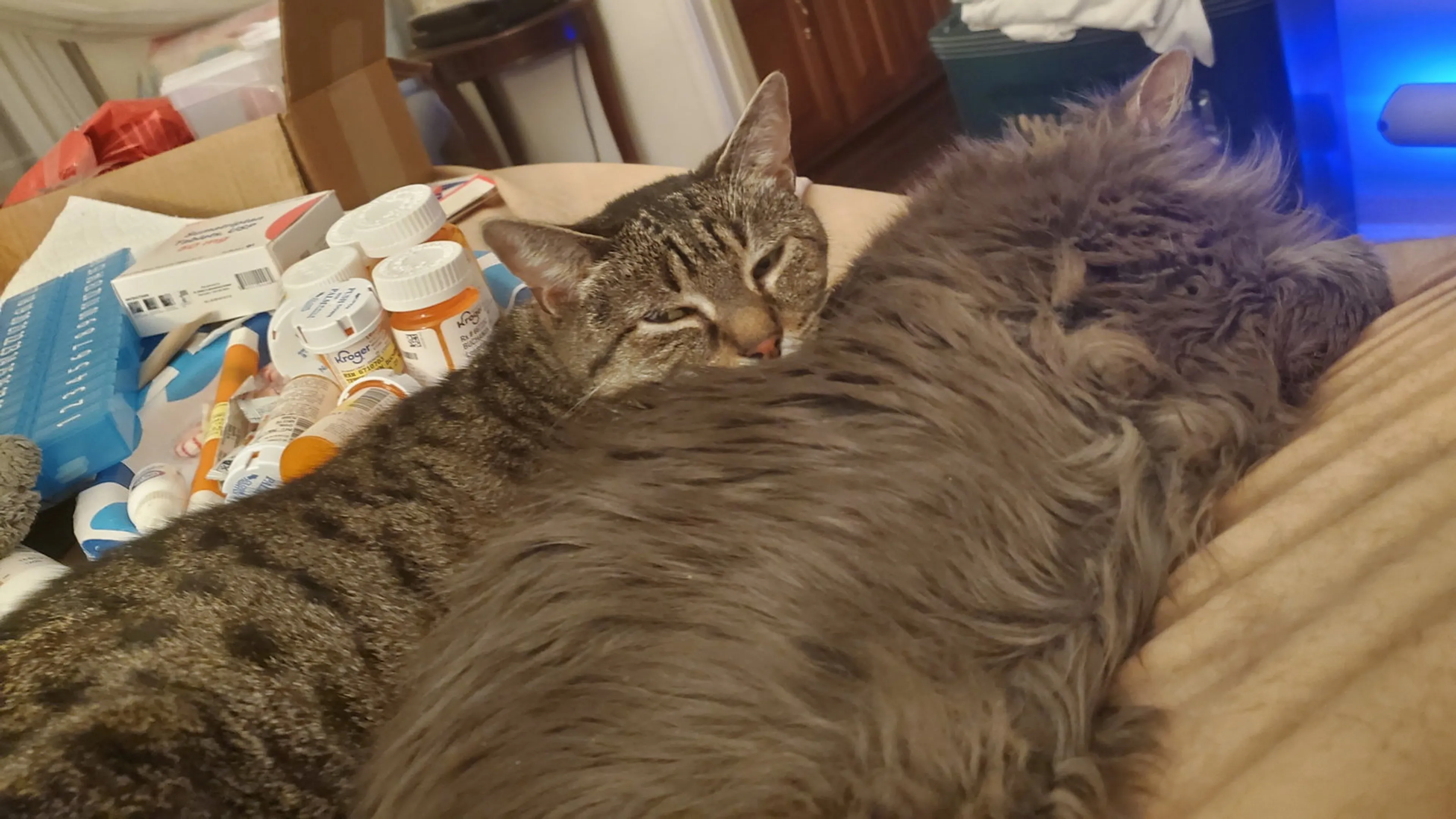 Found pet-5