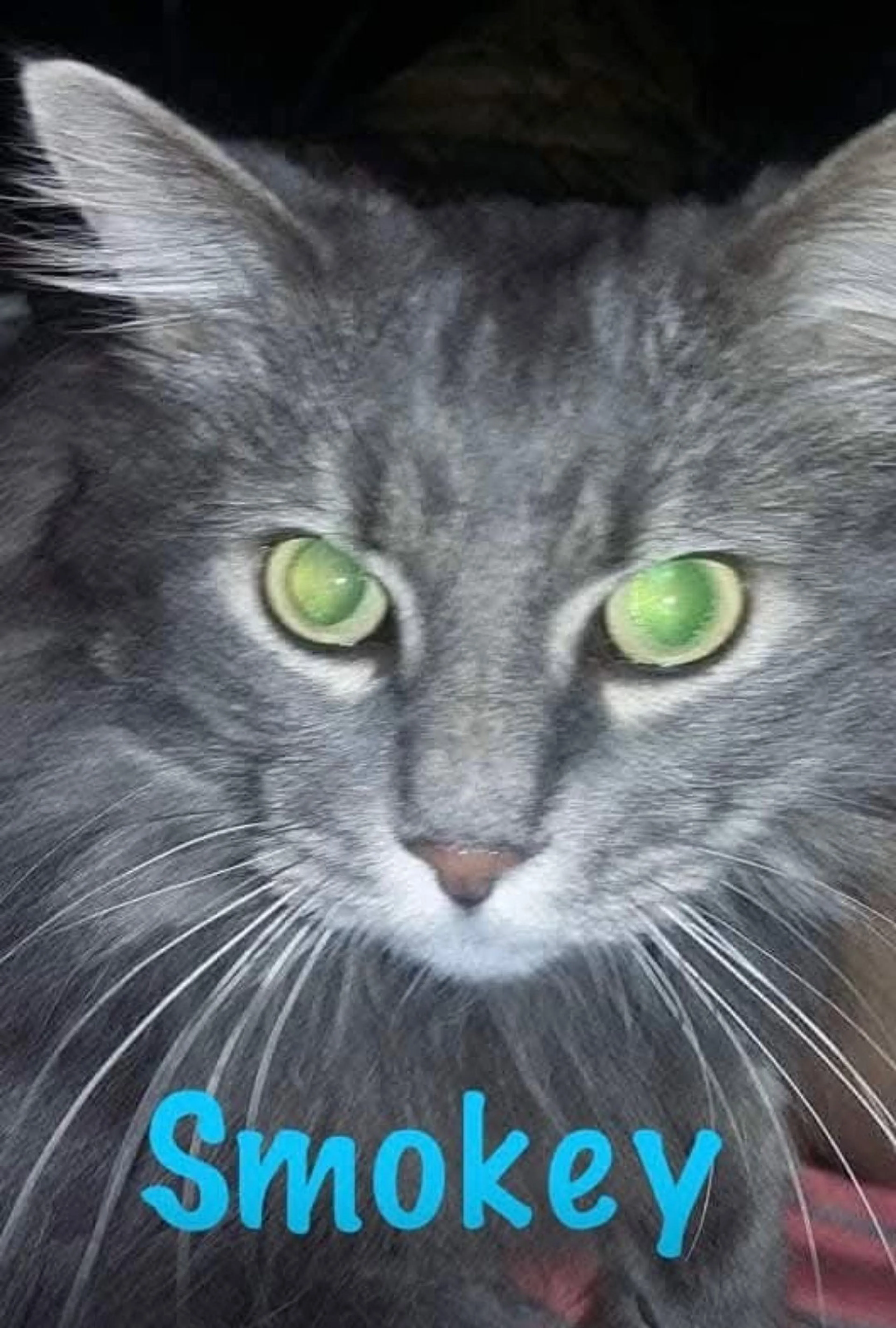 Found pet-2