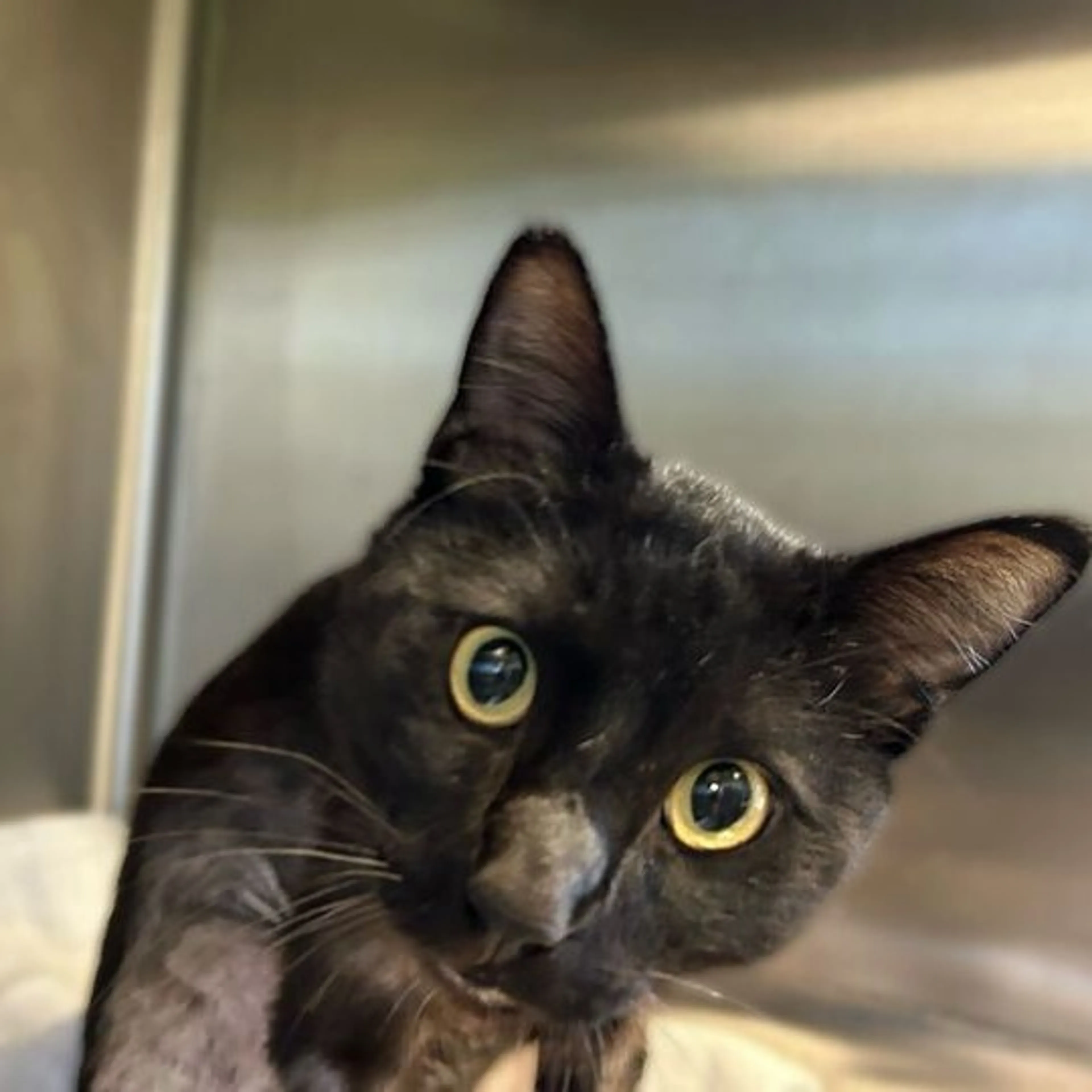 Found pet-2
