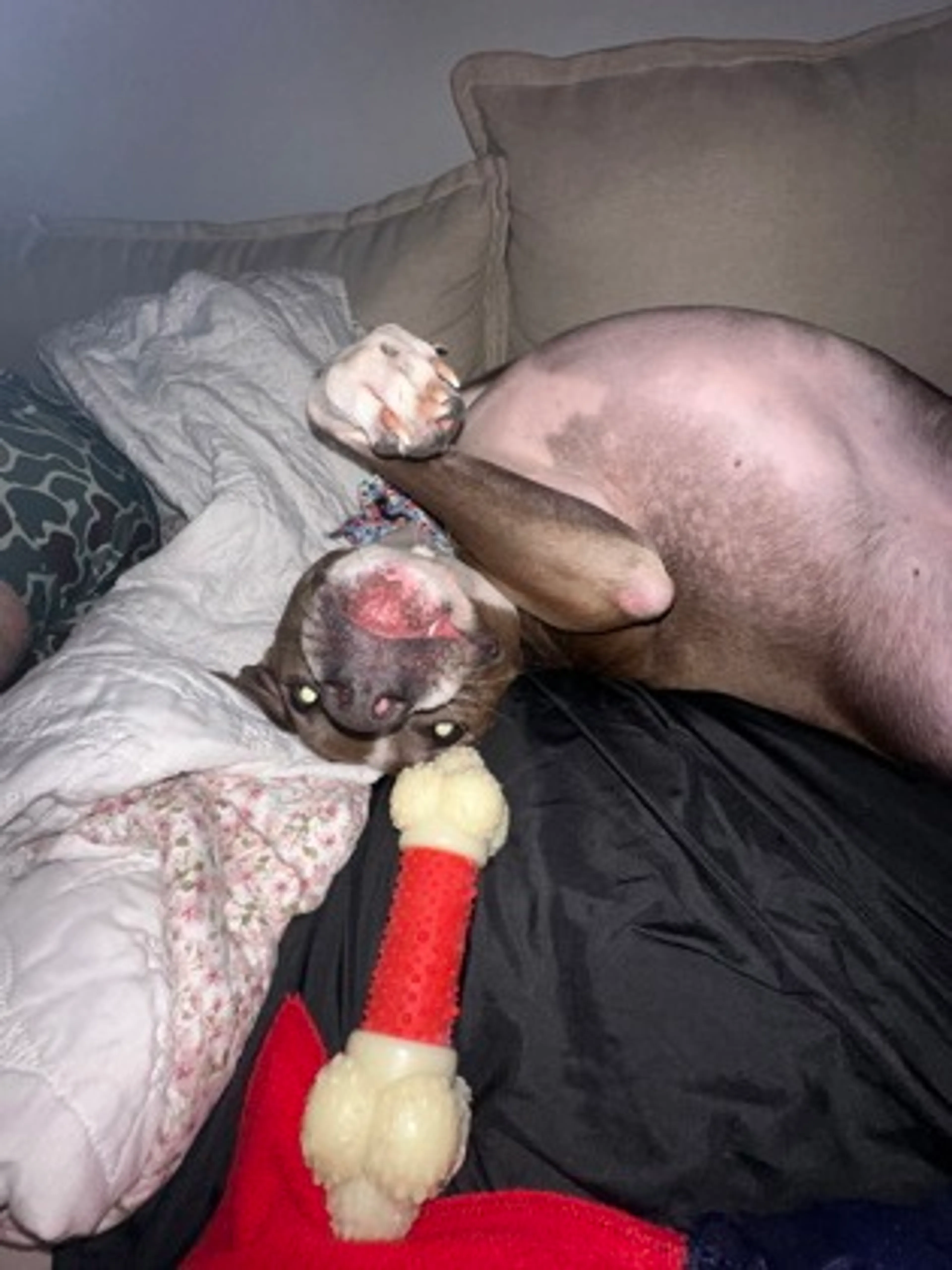 Found pet-1