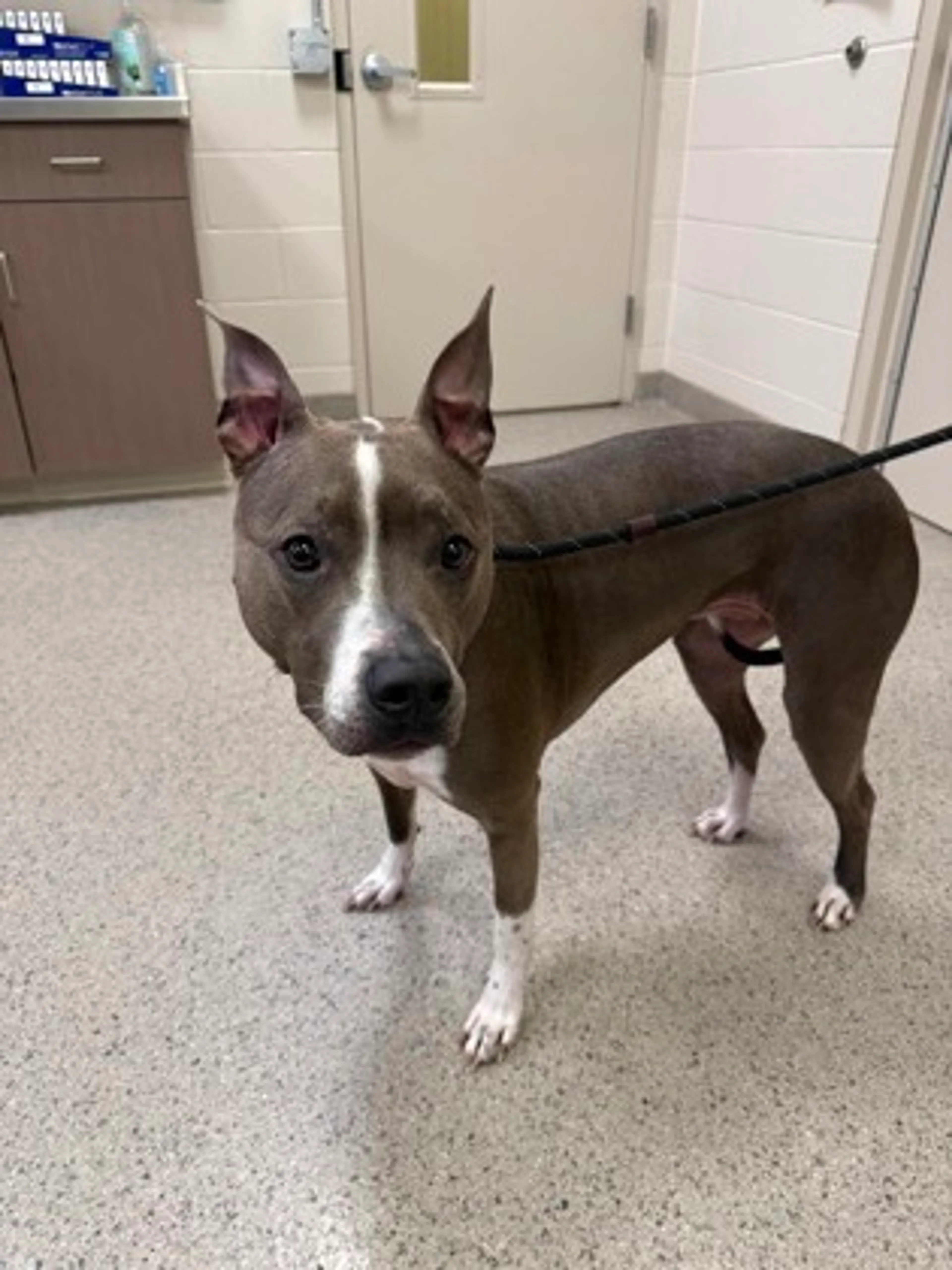 Found pet-2