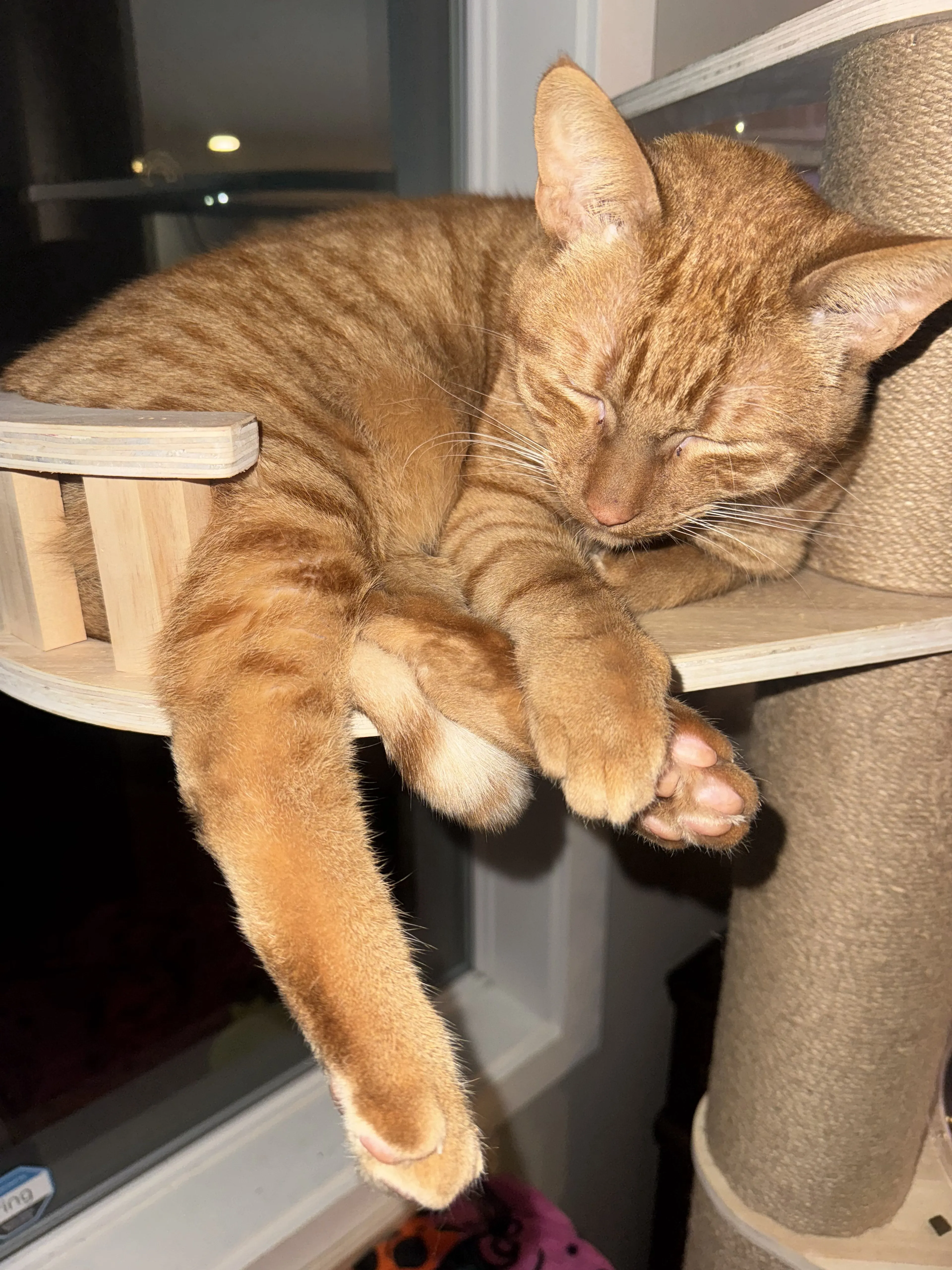 Lost pet-4