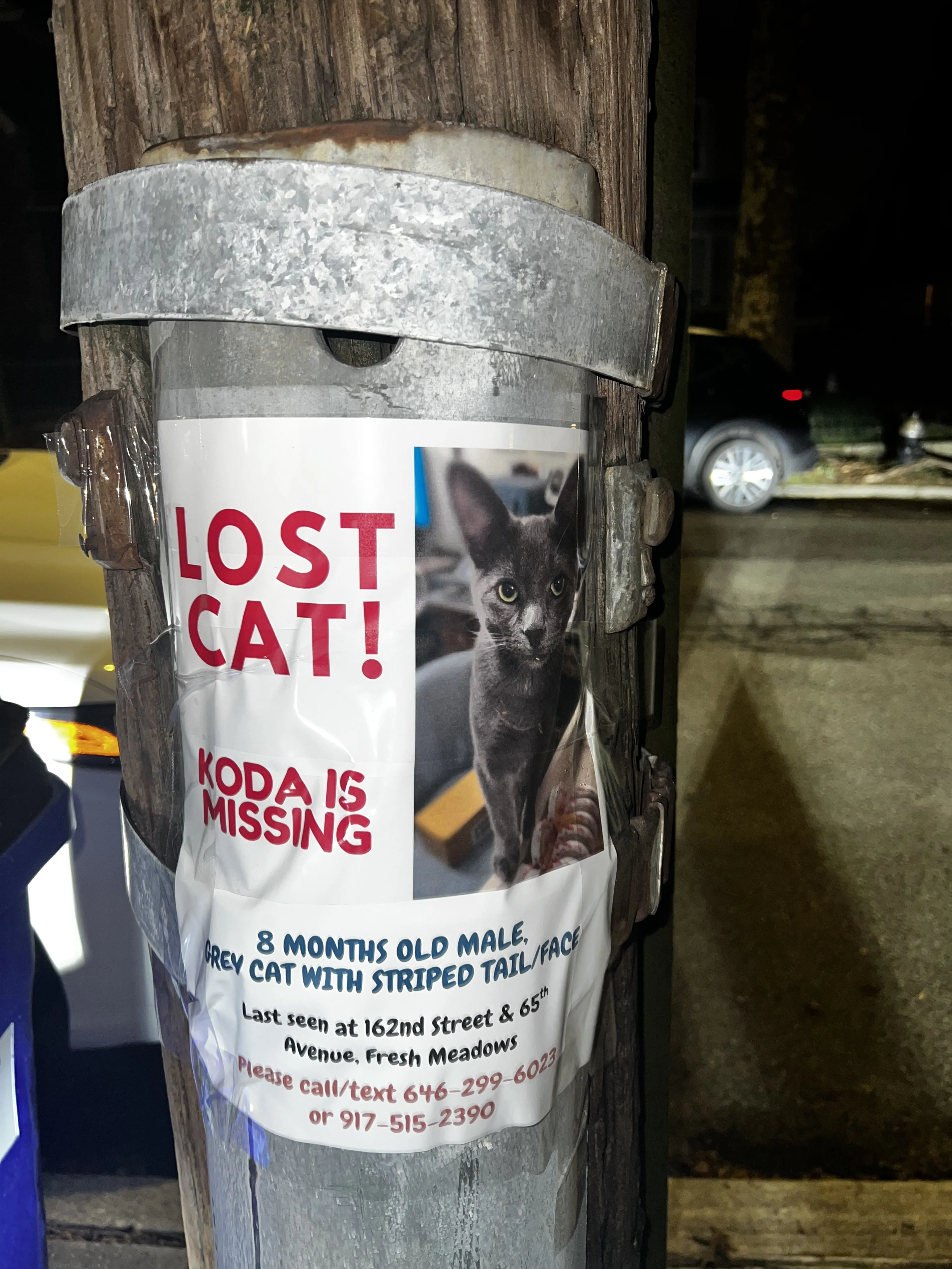 Lost pet-0