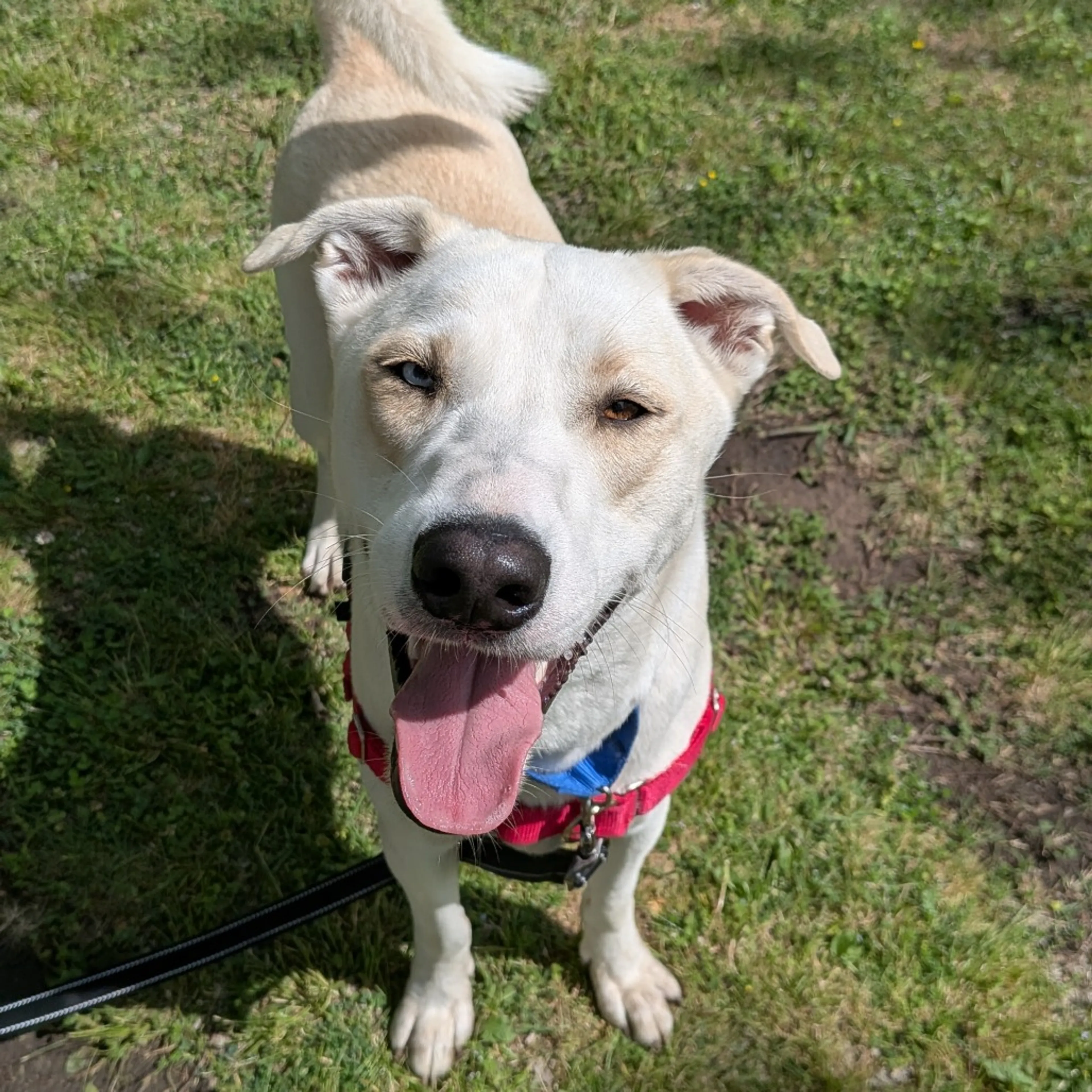 Found pet-26