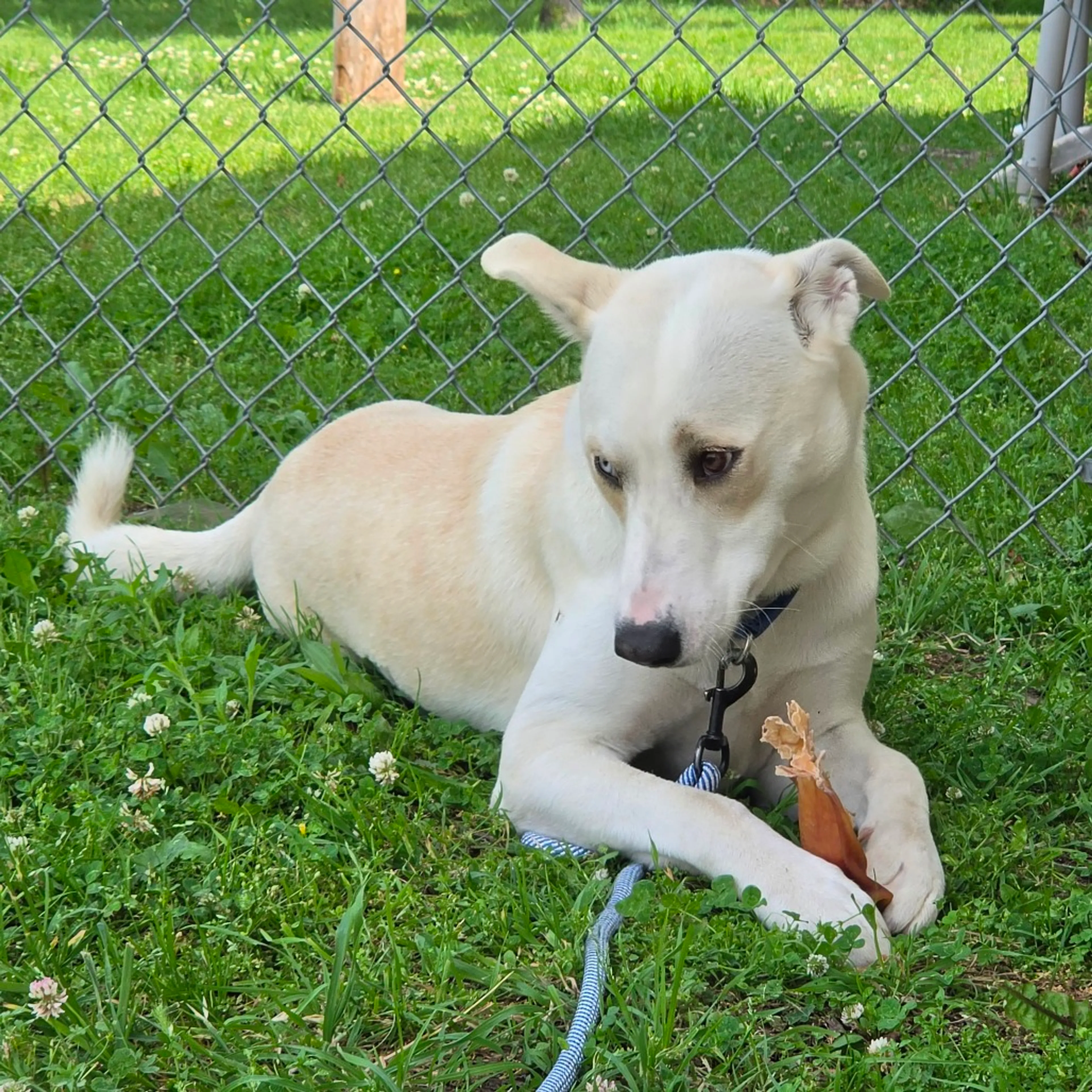 Found pet-33
