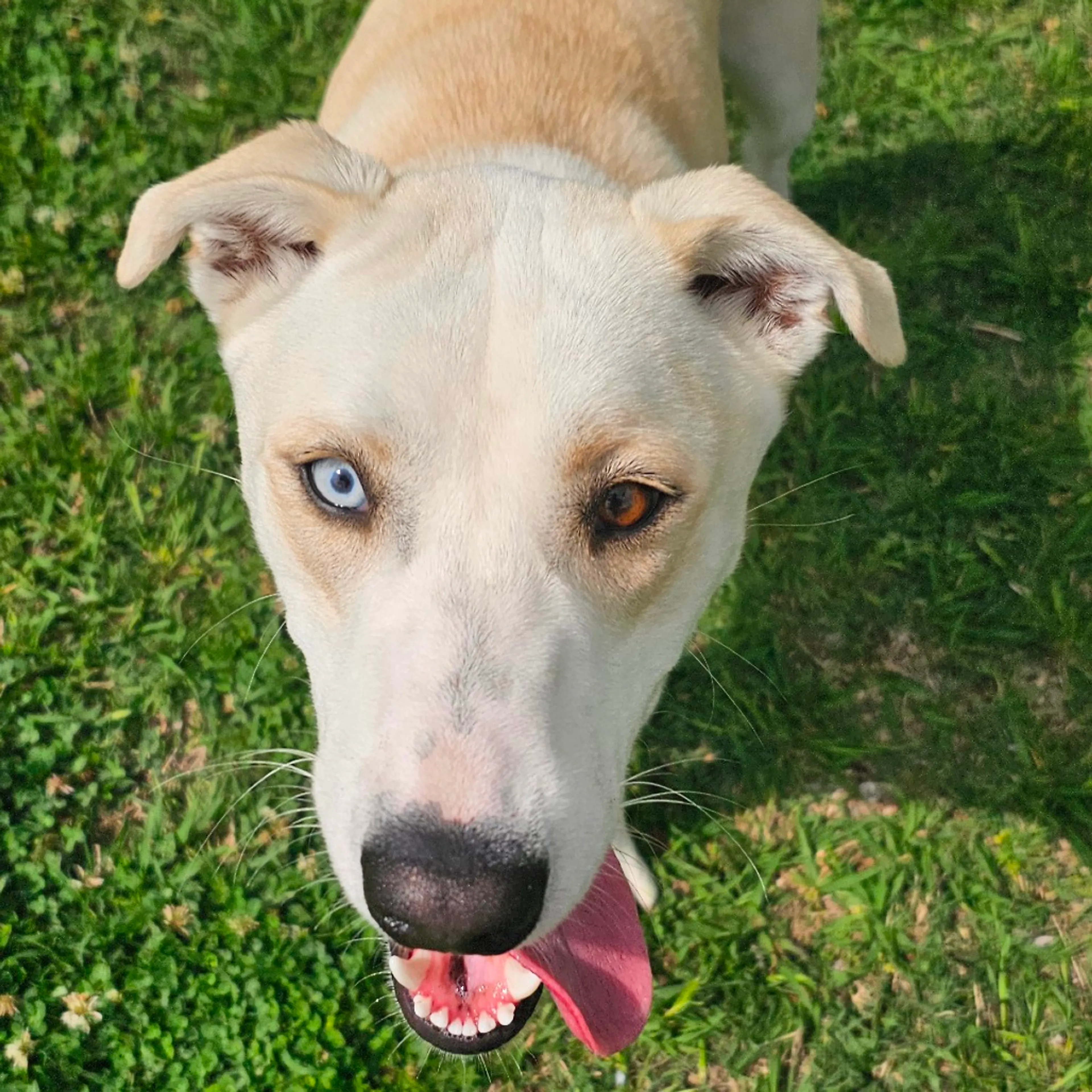 Found pet-20