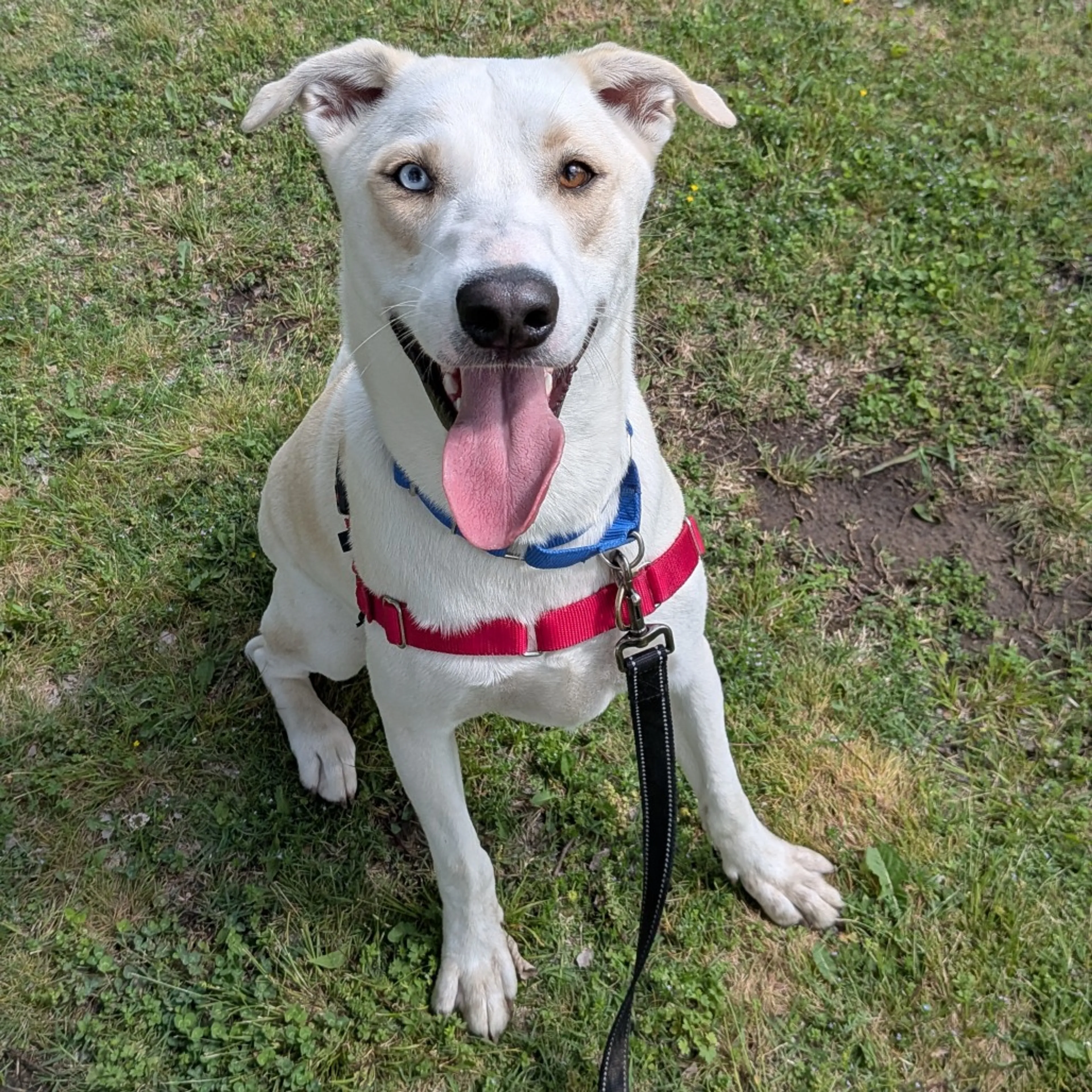 Found pet-24