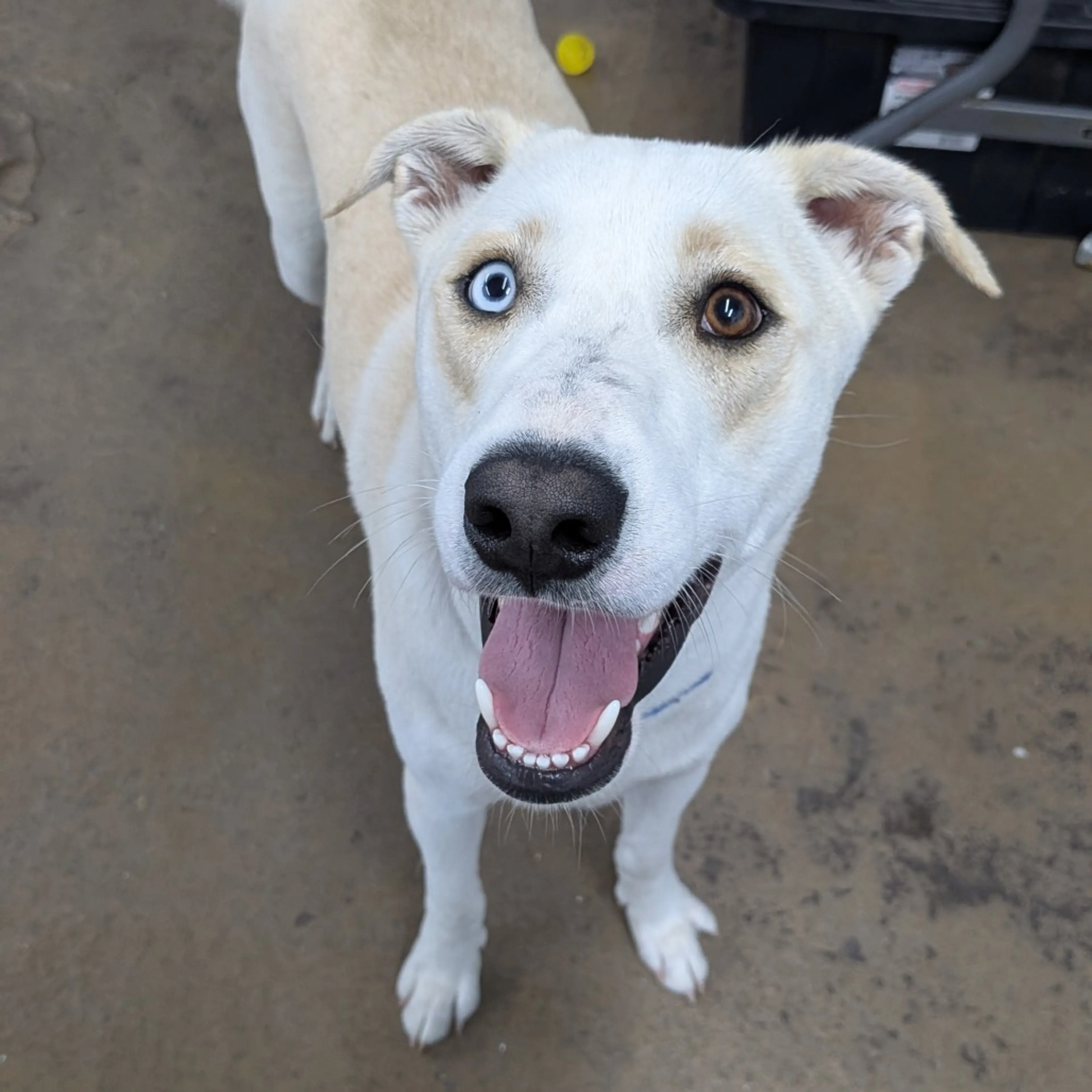 Found pet-19