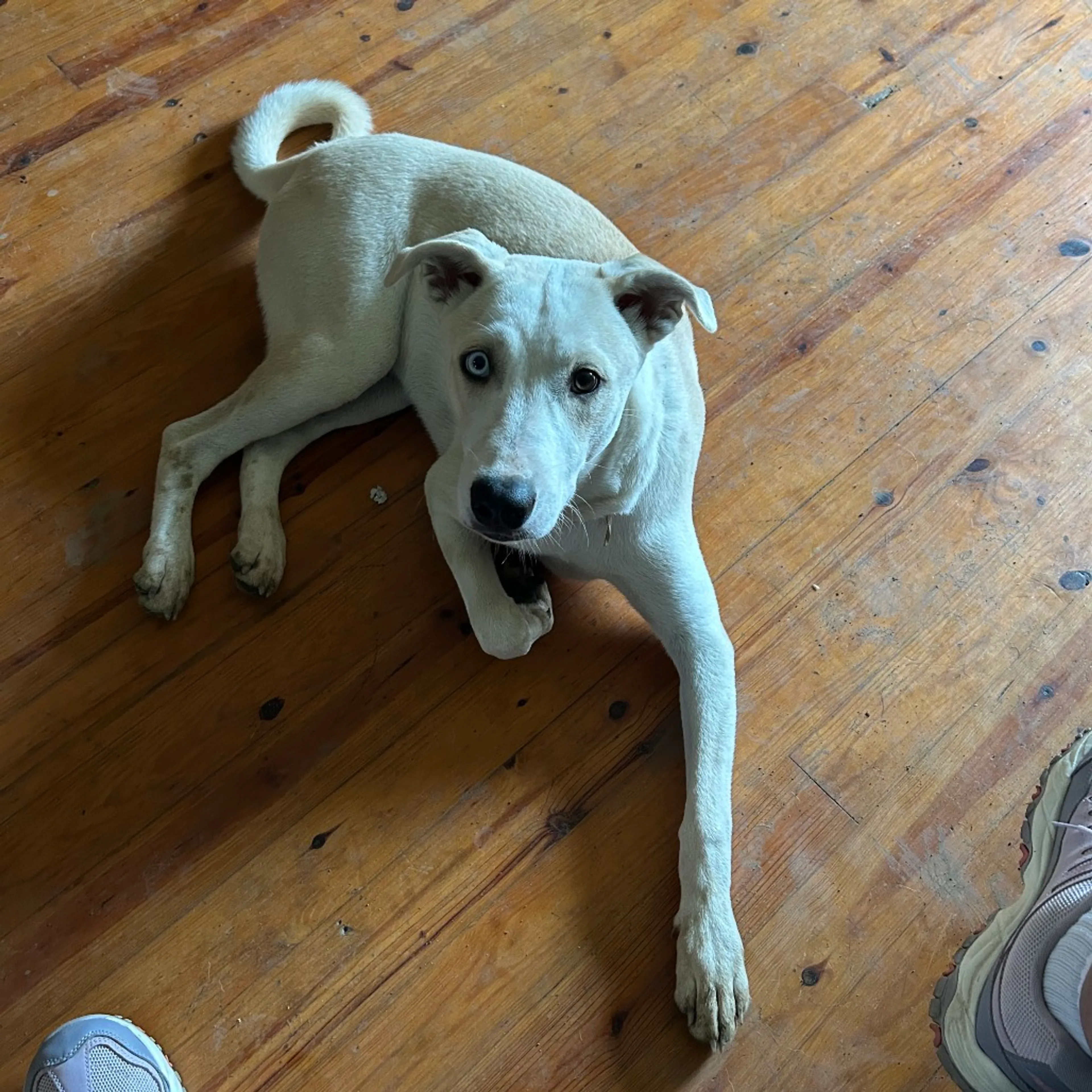 Found pet-1