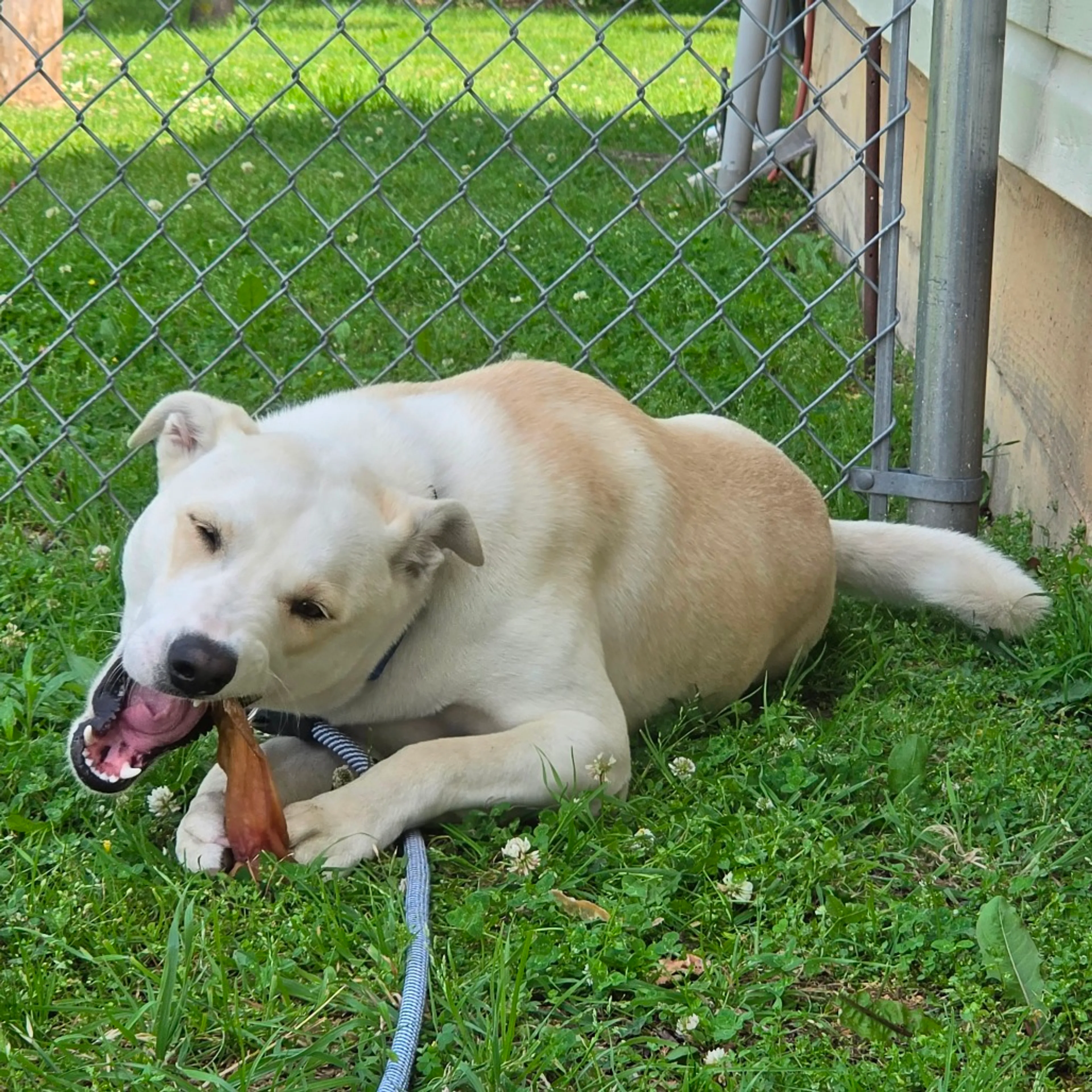 Found pet-35