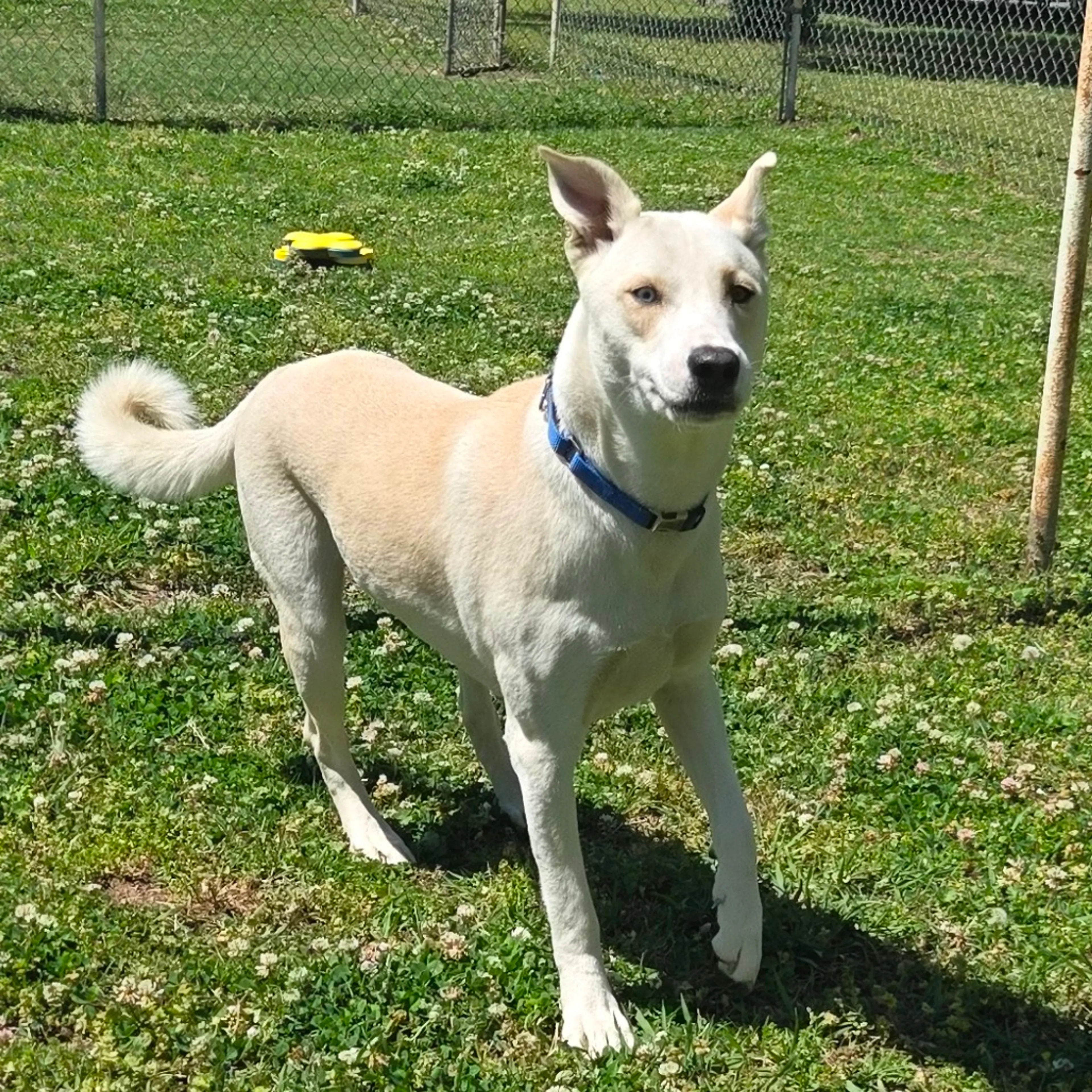 Found pet-12