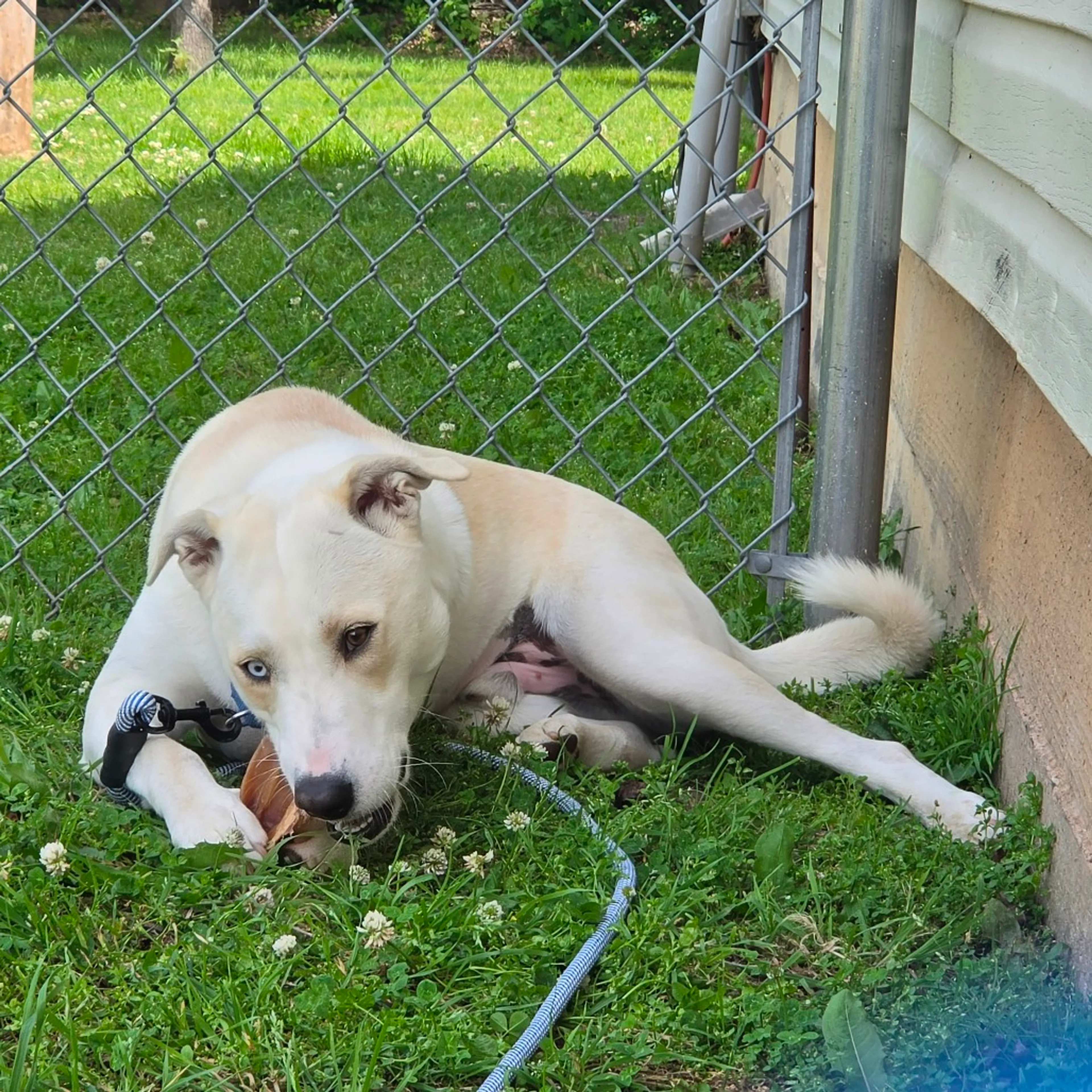 Found pet-31