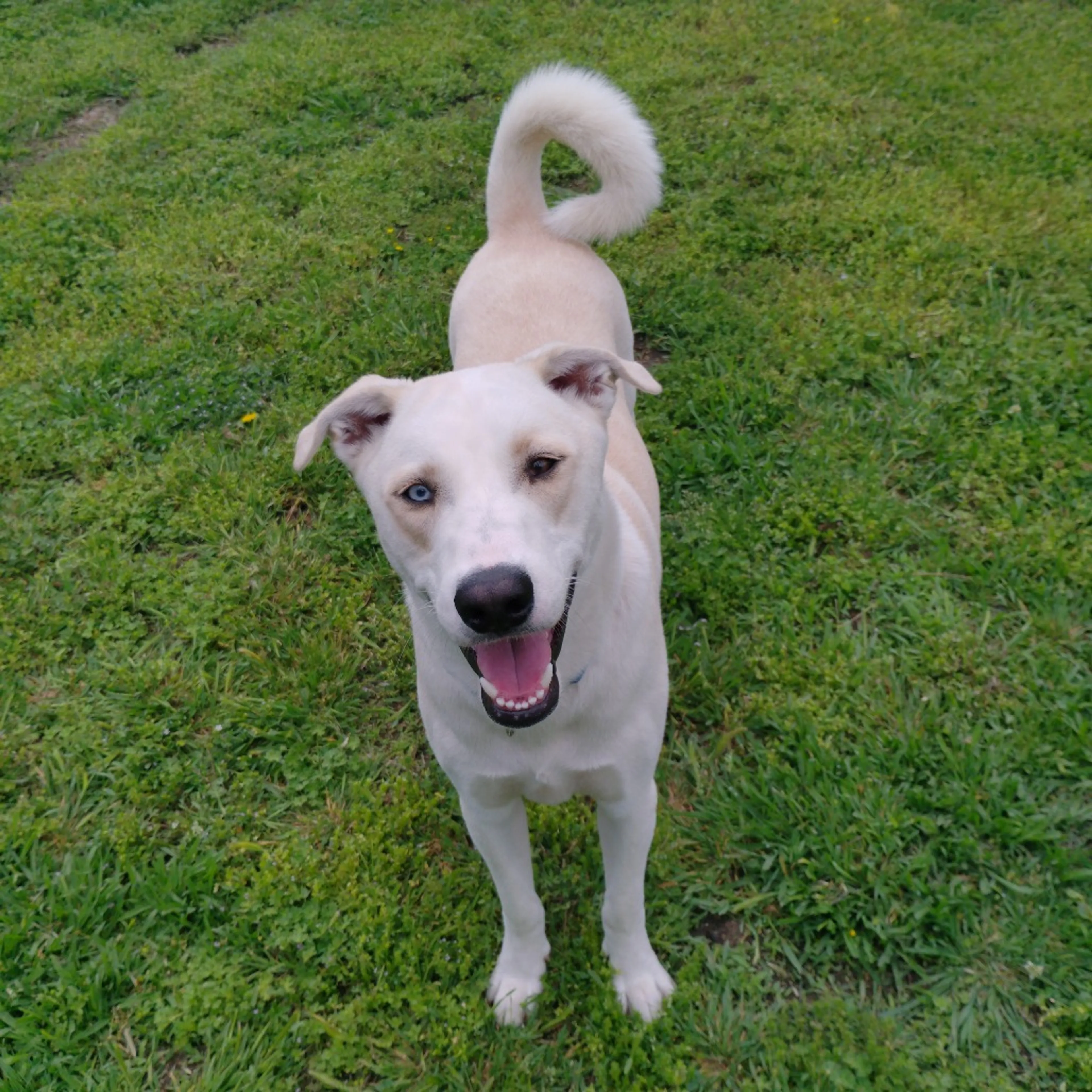 Found pet-29