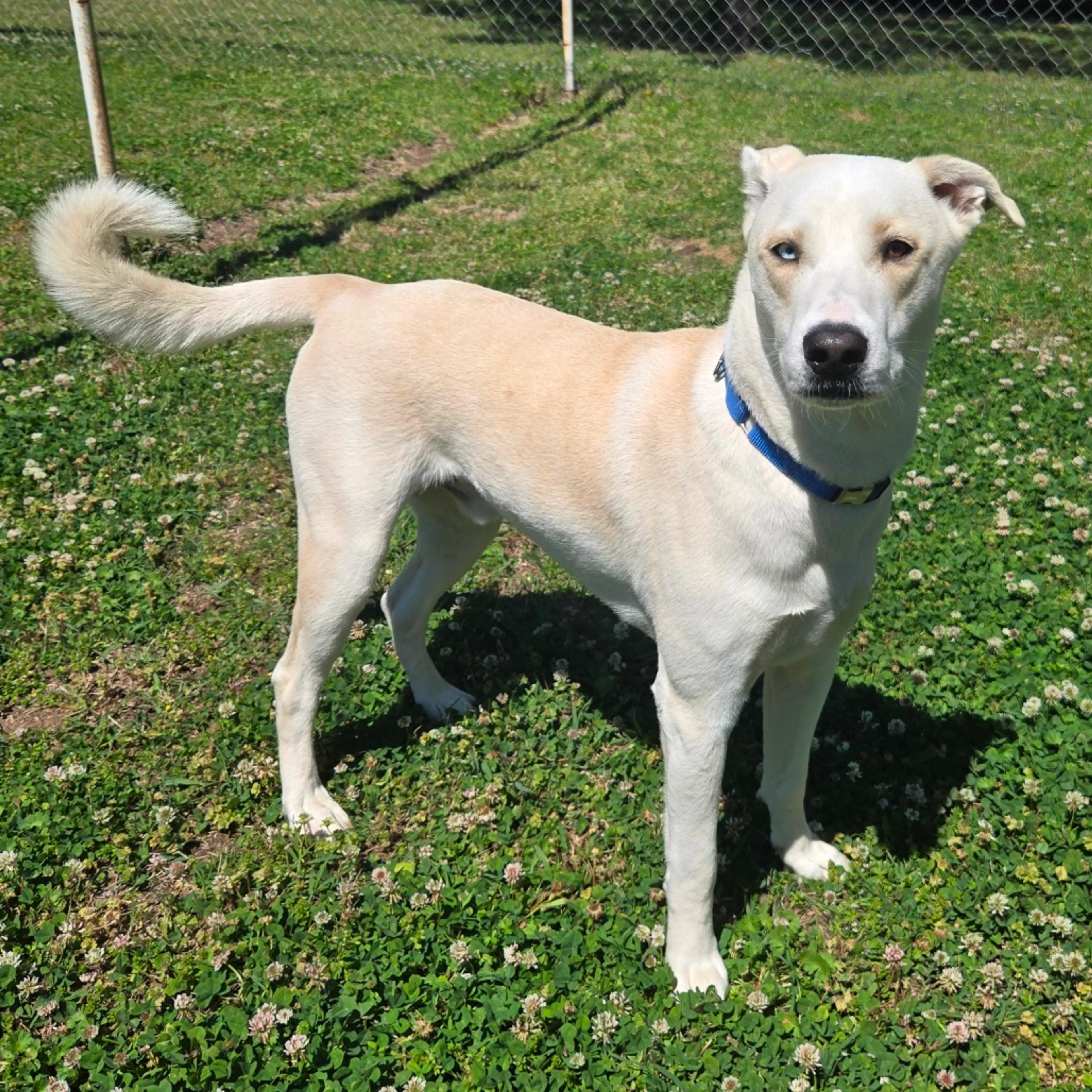 Found pet-14