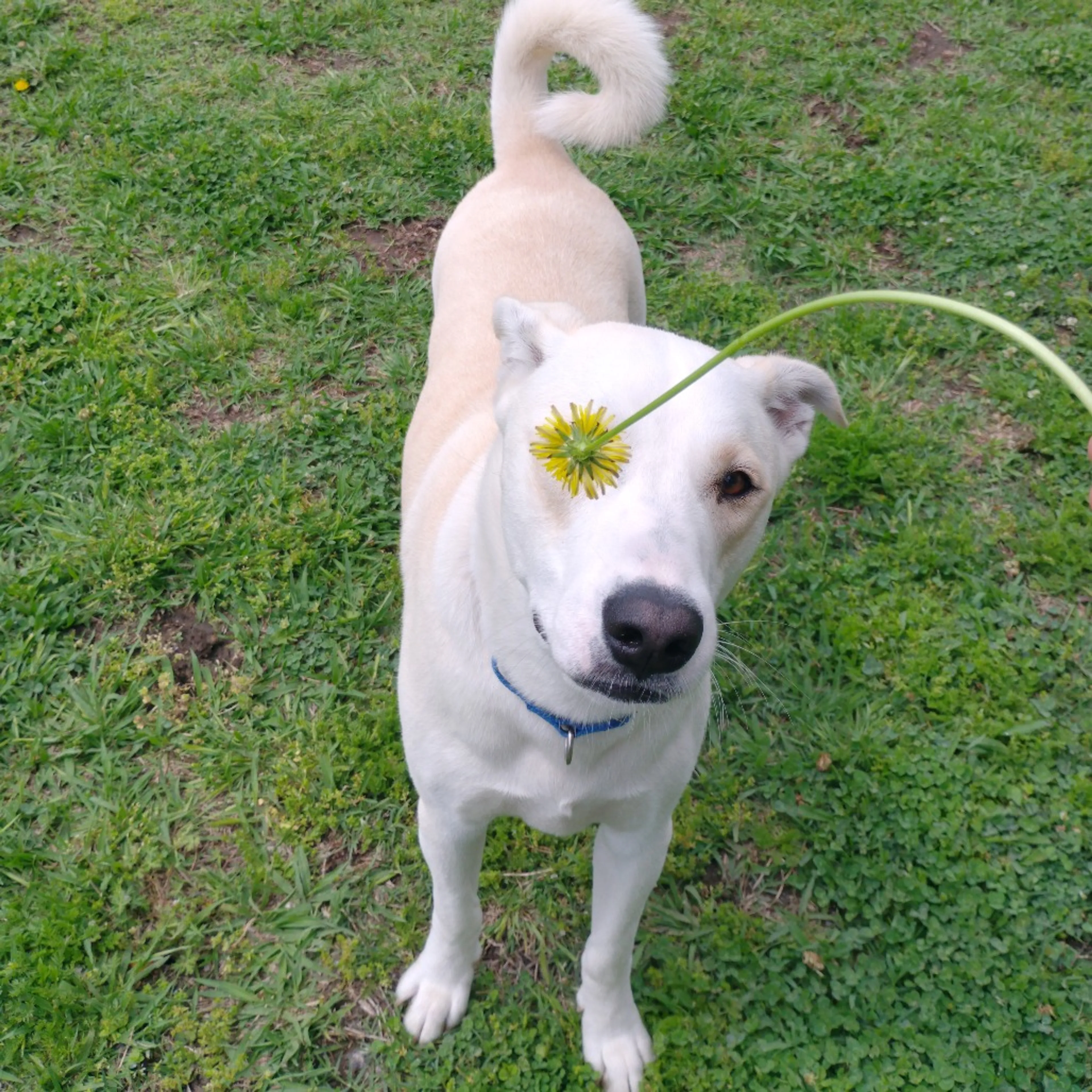 Found pet-28