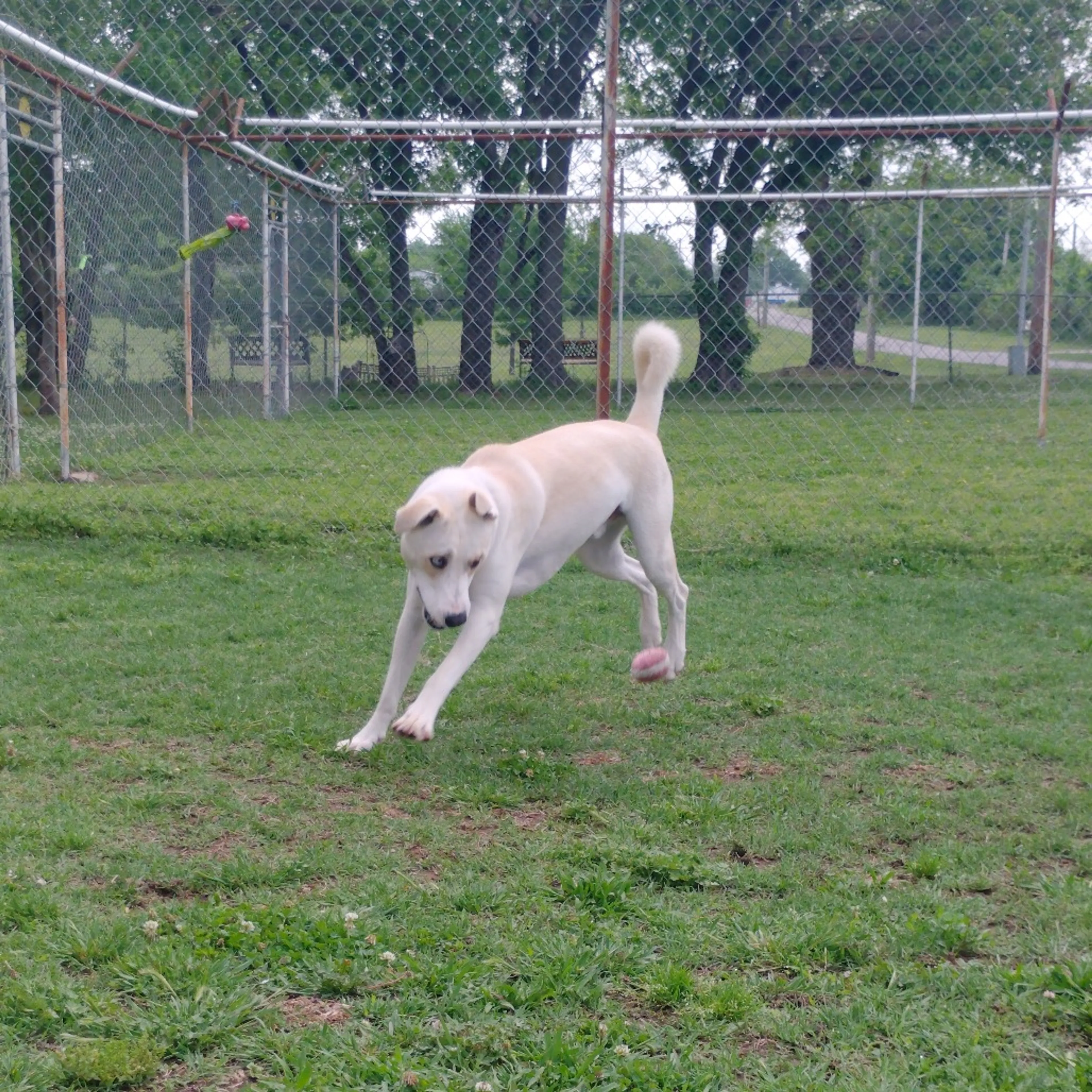Found pet-30