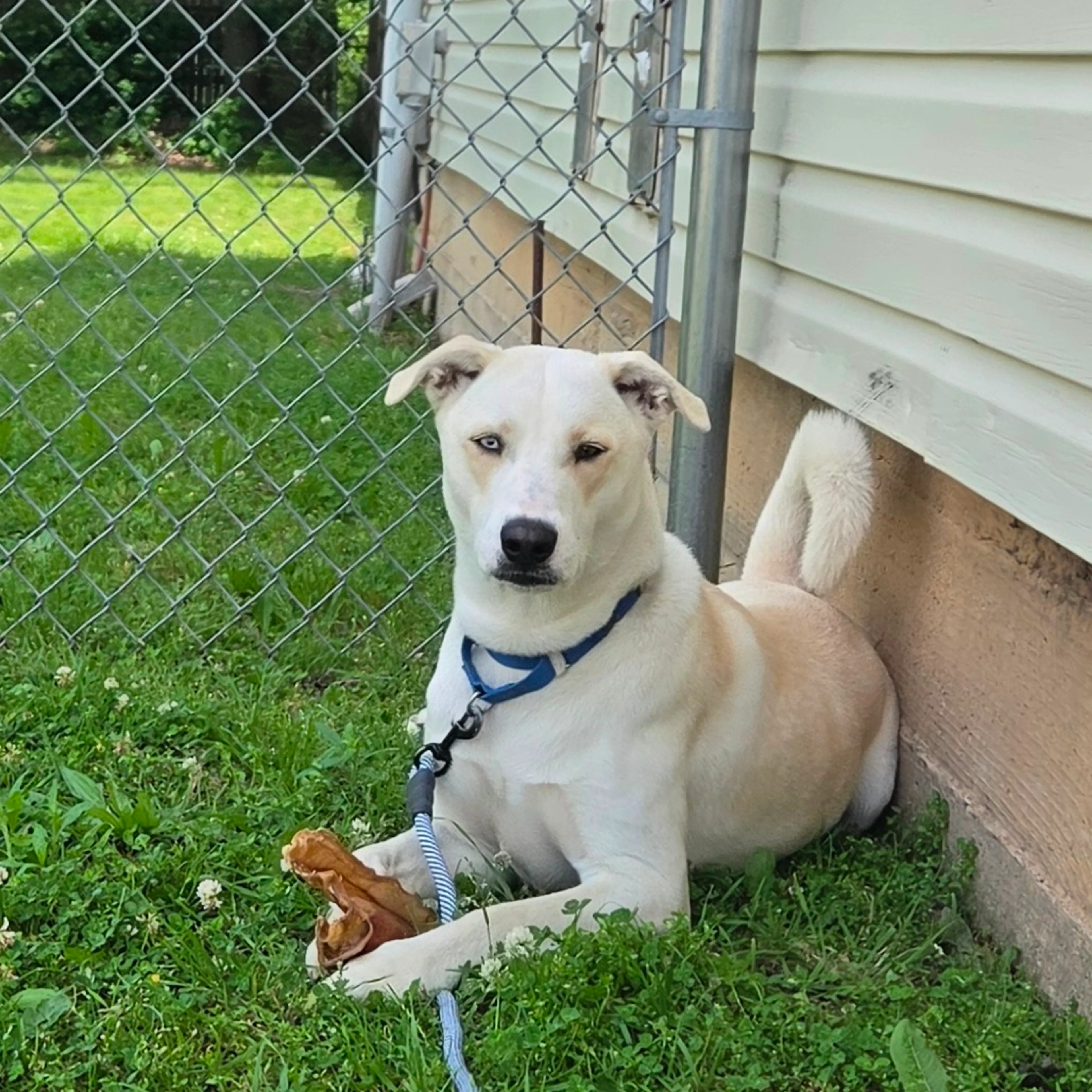 Found pet-36
