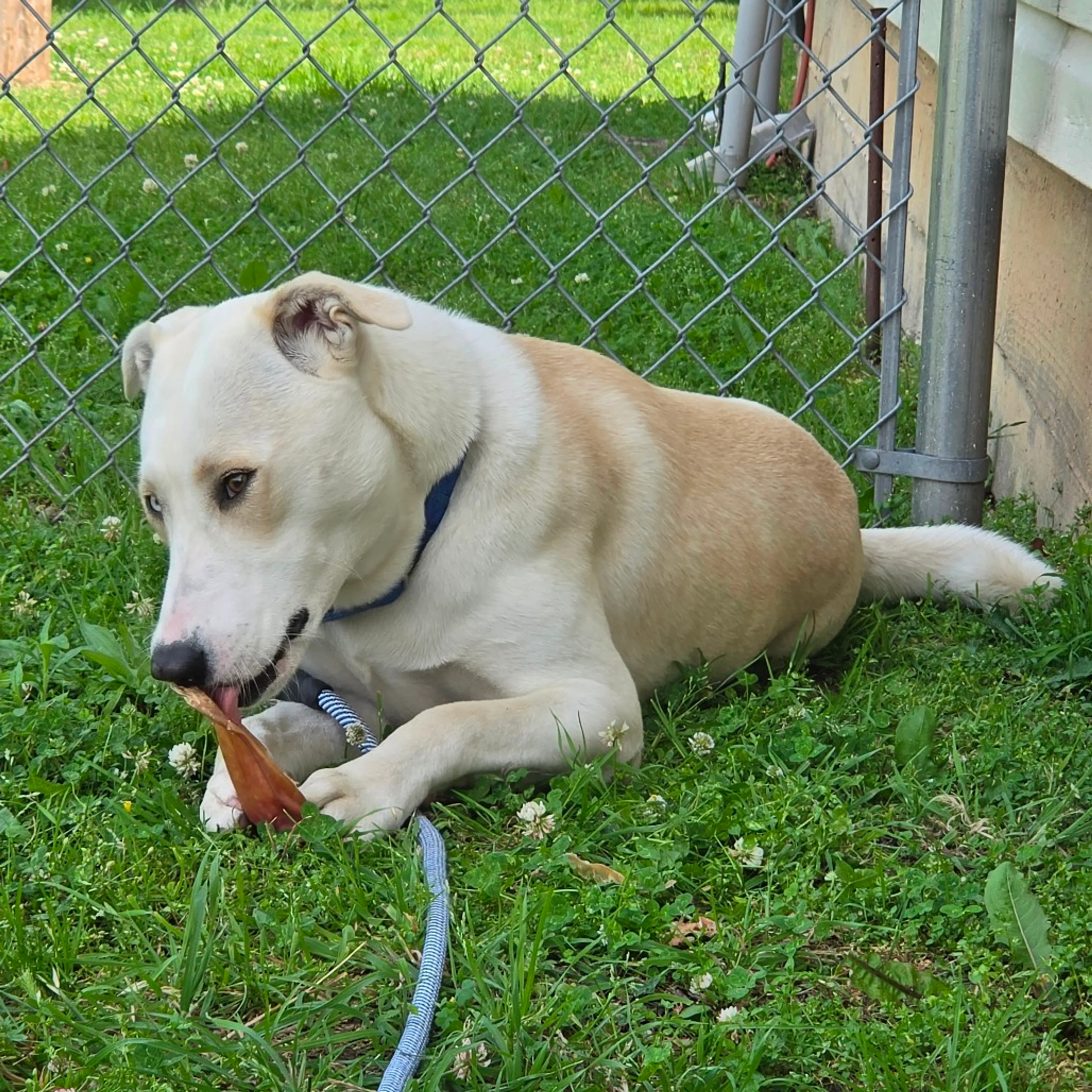 Found pet-34