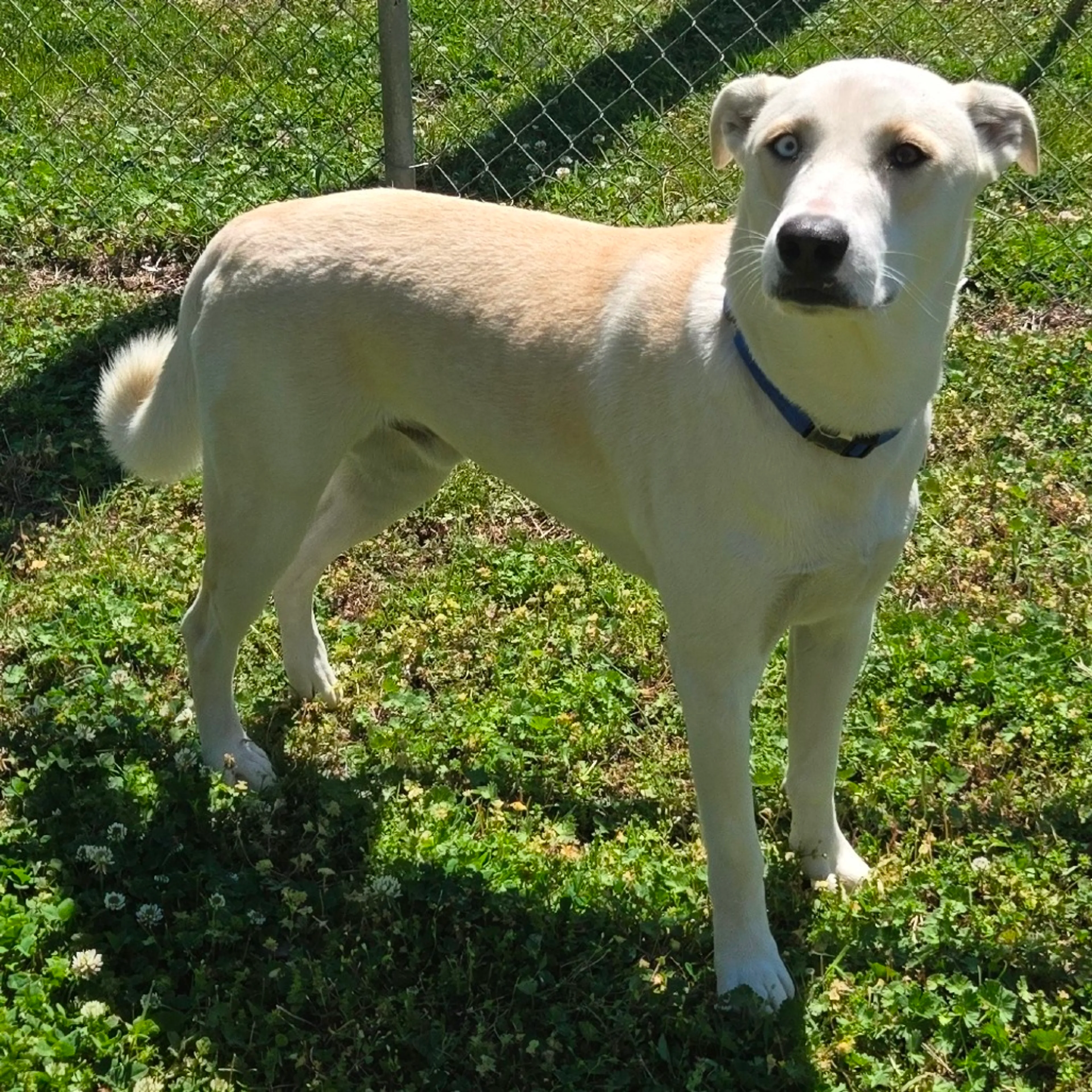 Found pet-11