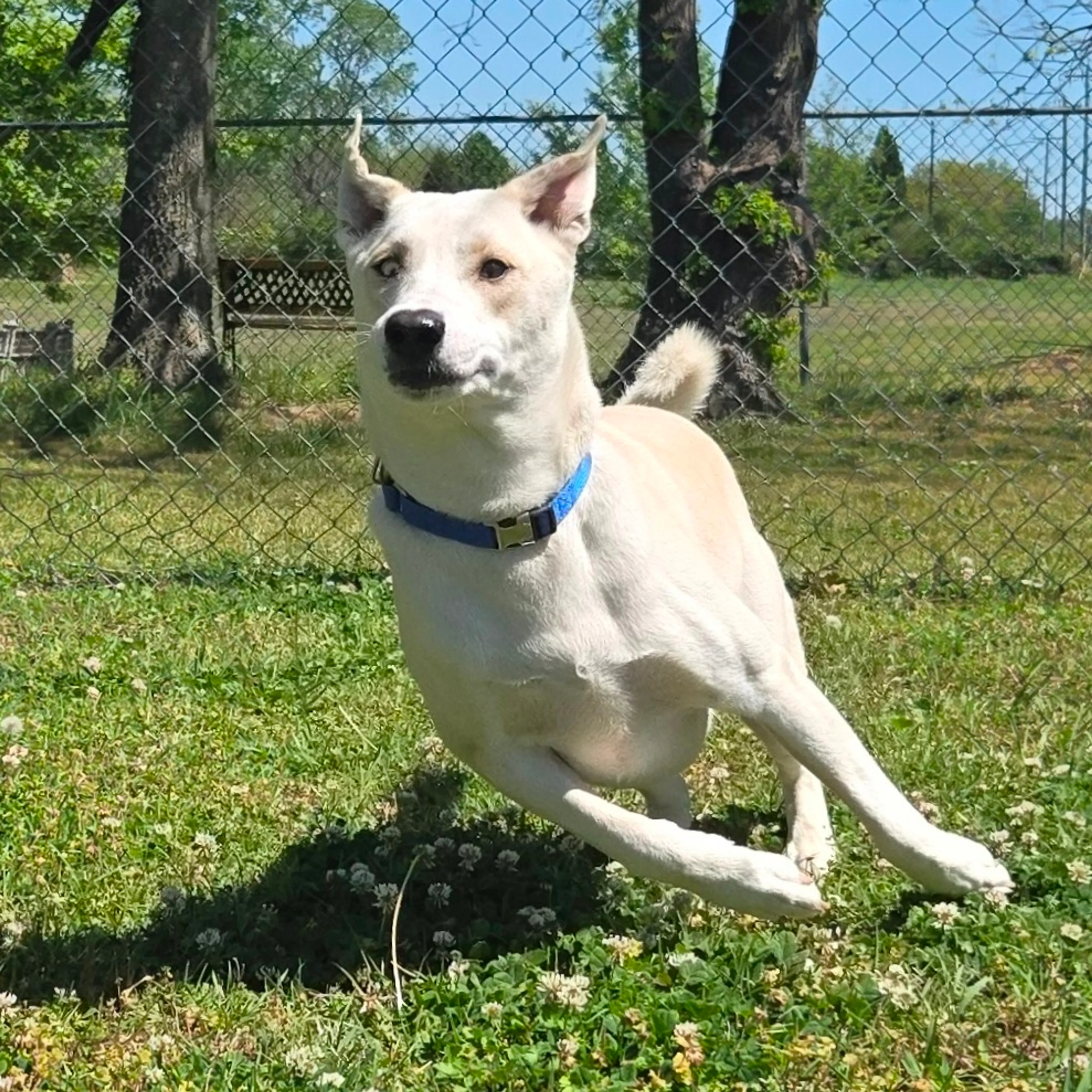 Found pet-18