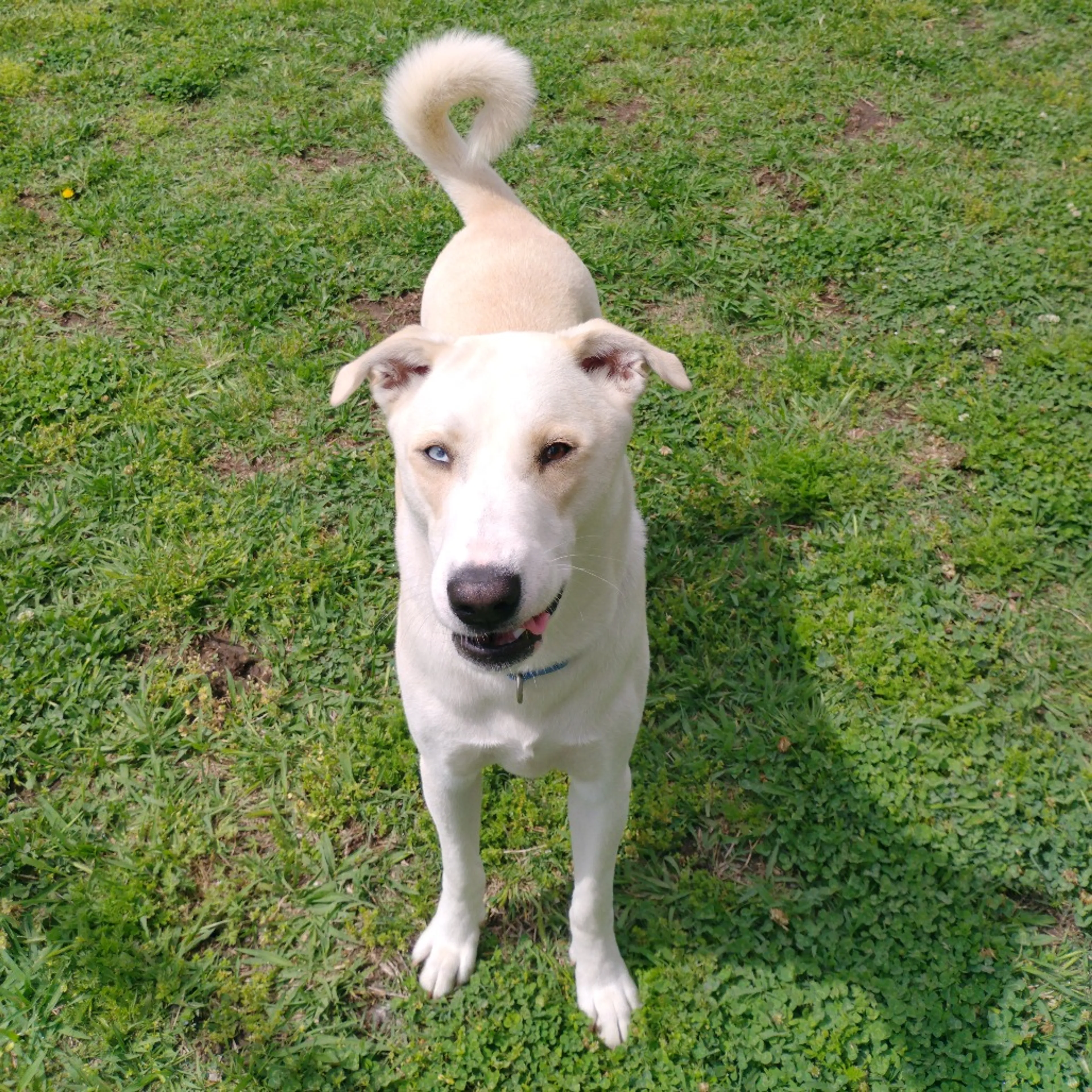 Found pet-27
