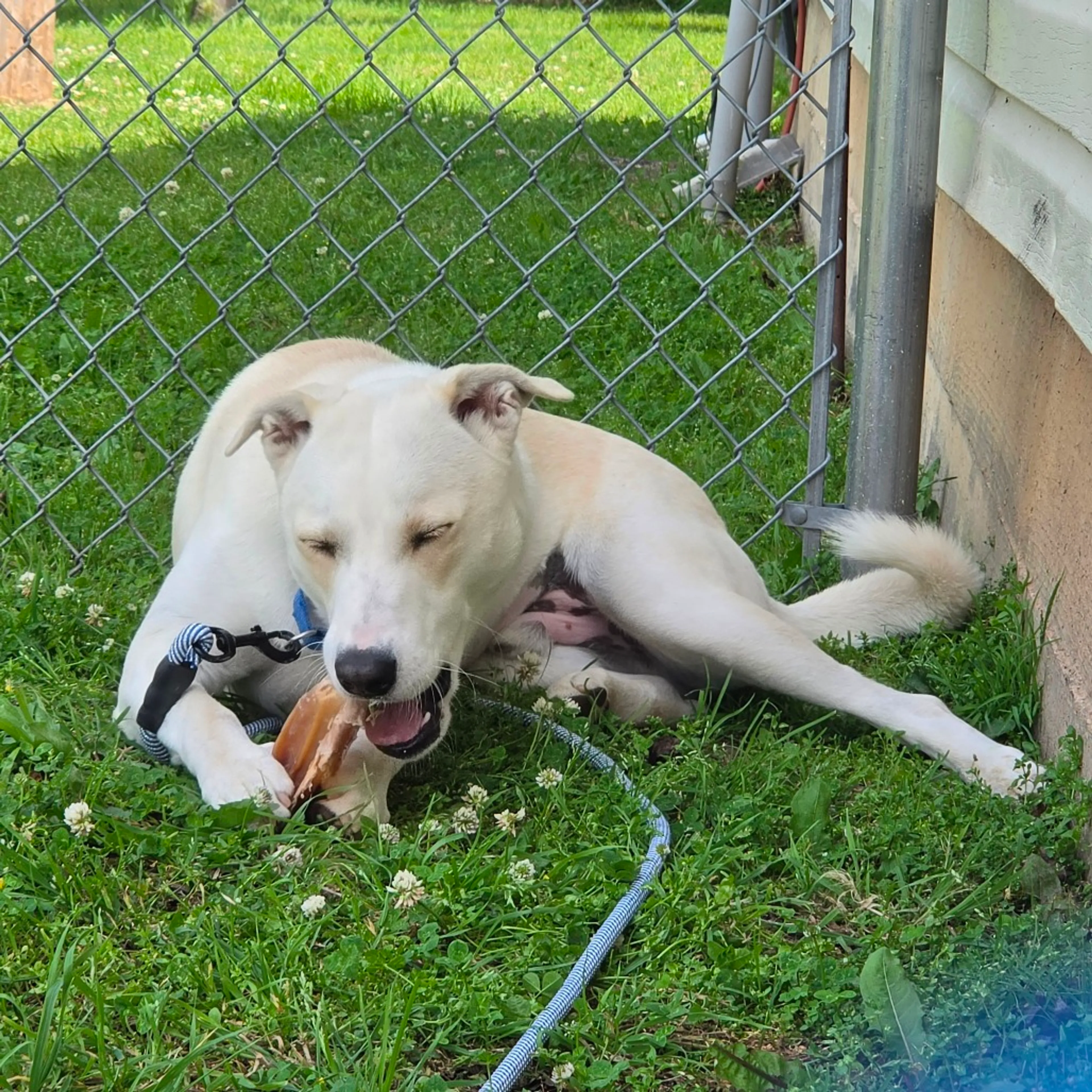 Found pet-32