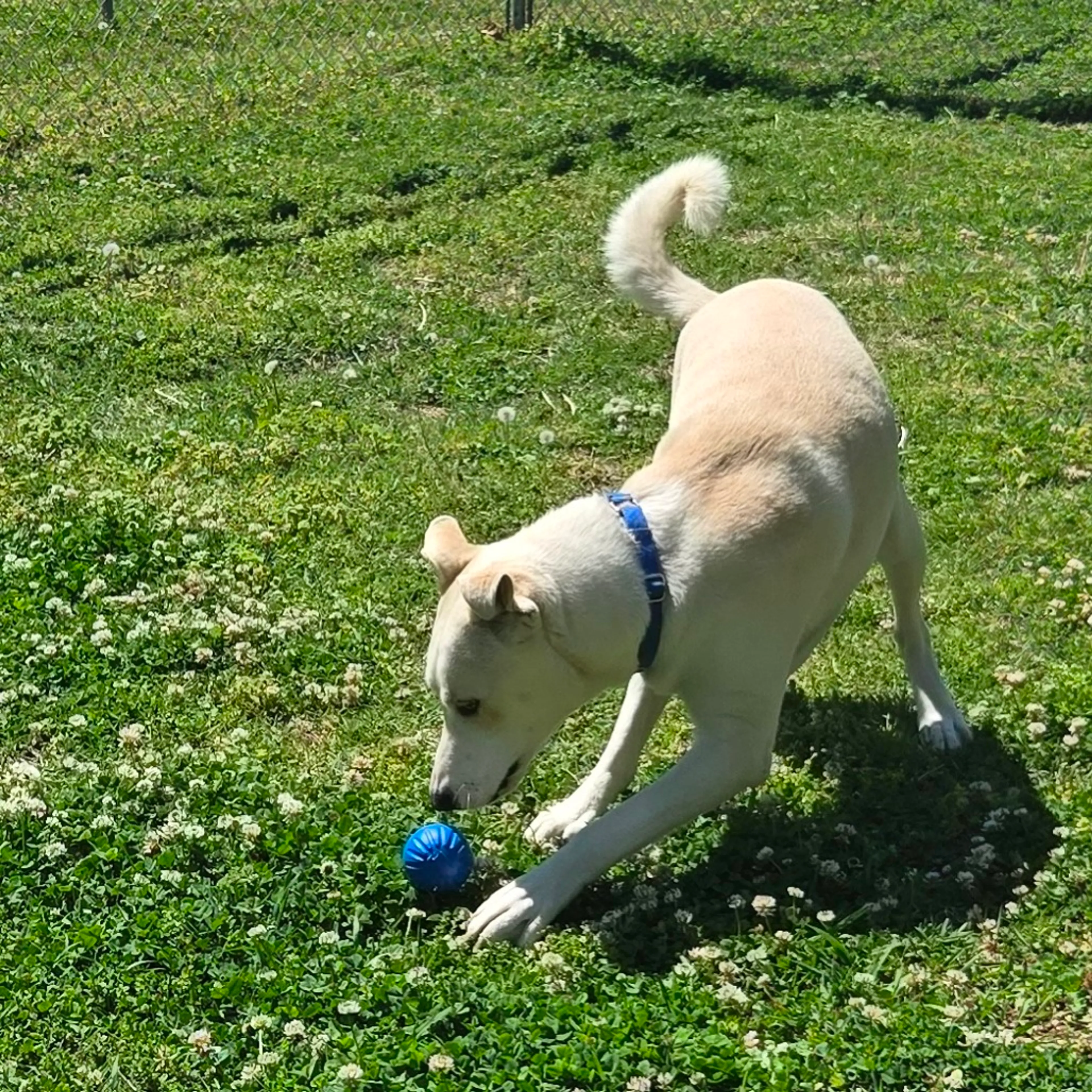 Found pet-6