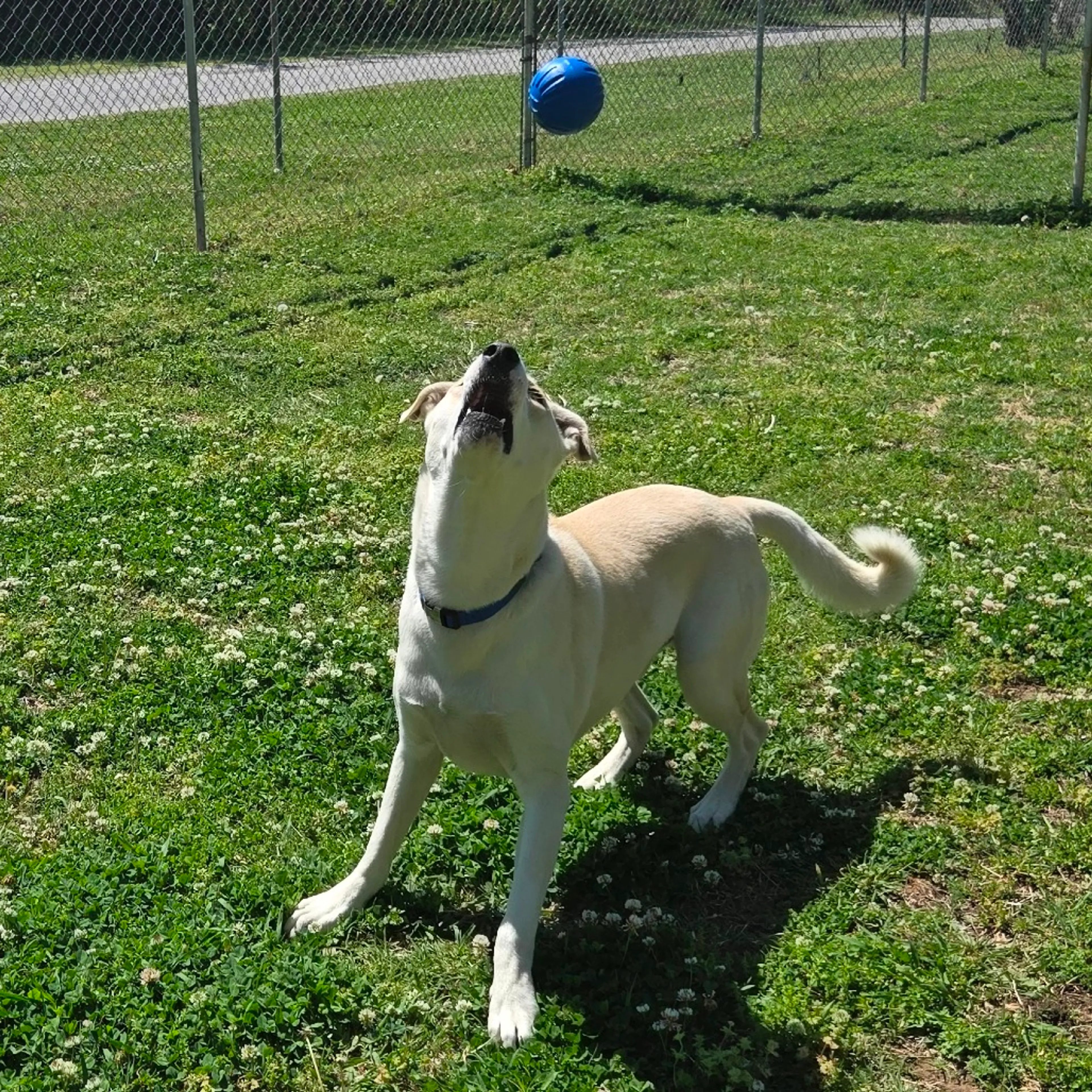 Found pet-8