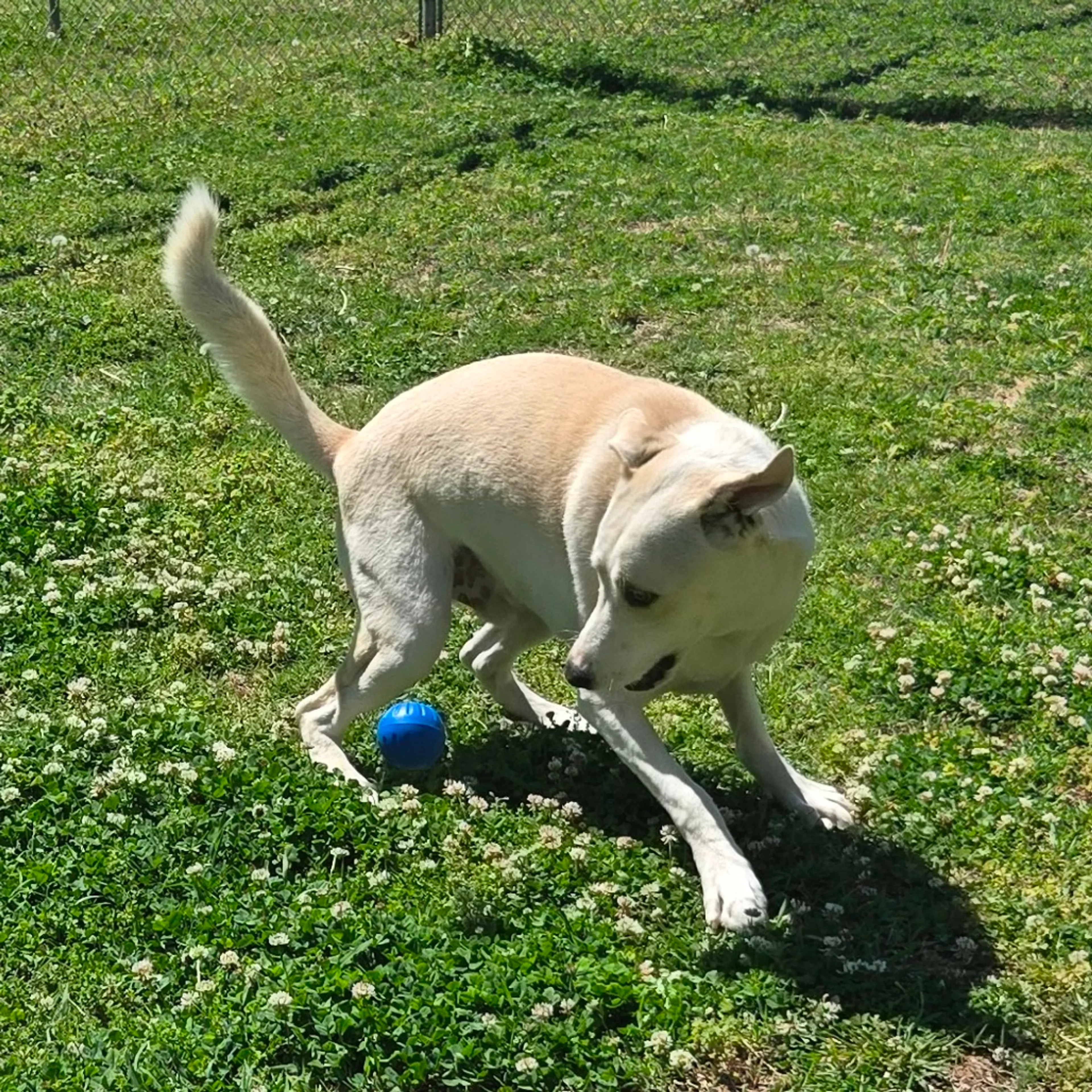 Found pet-7