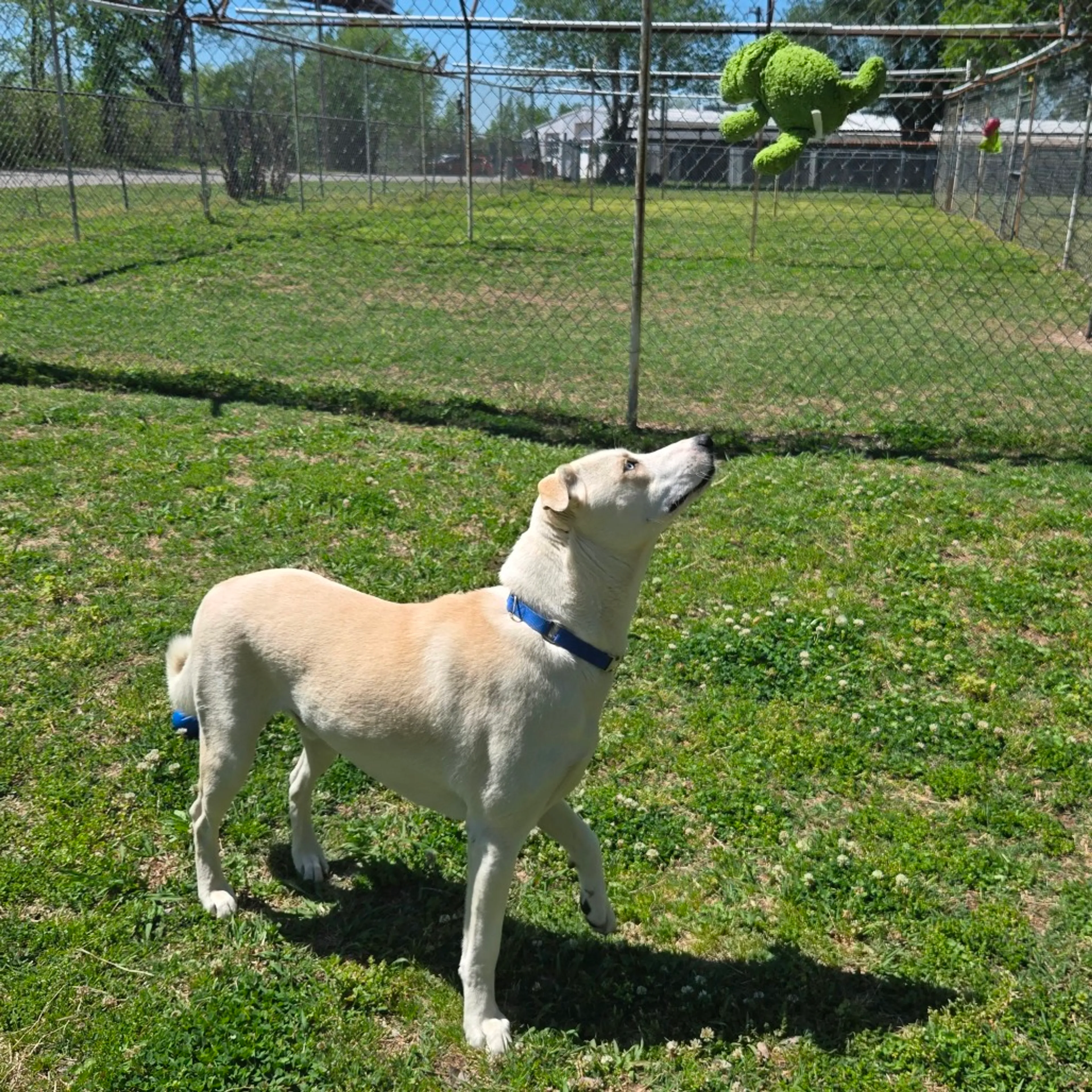 Found pet-5
