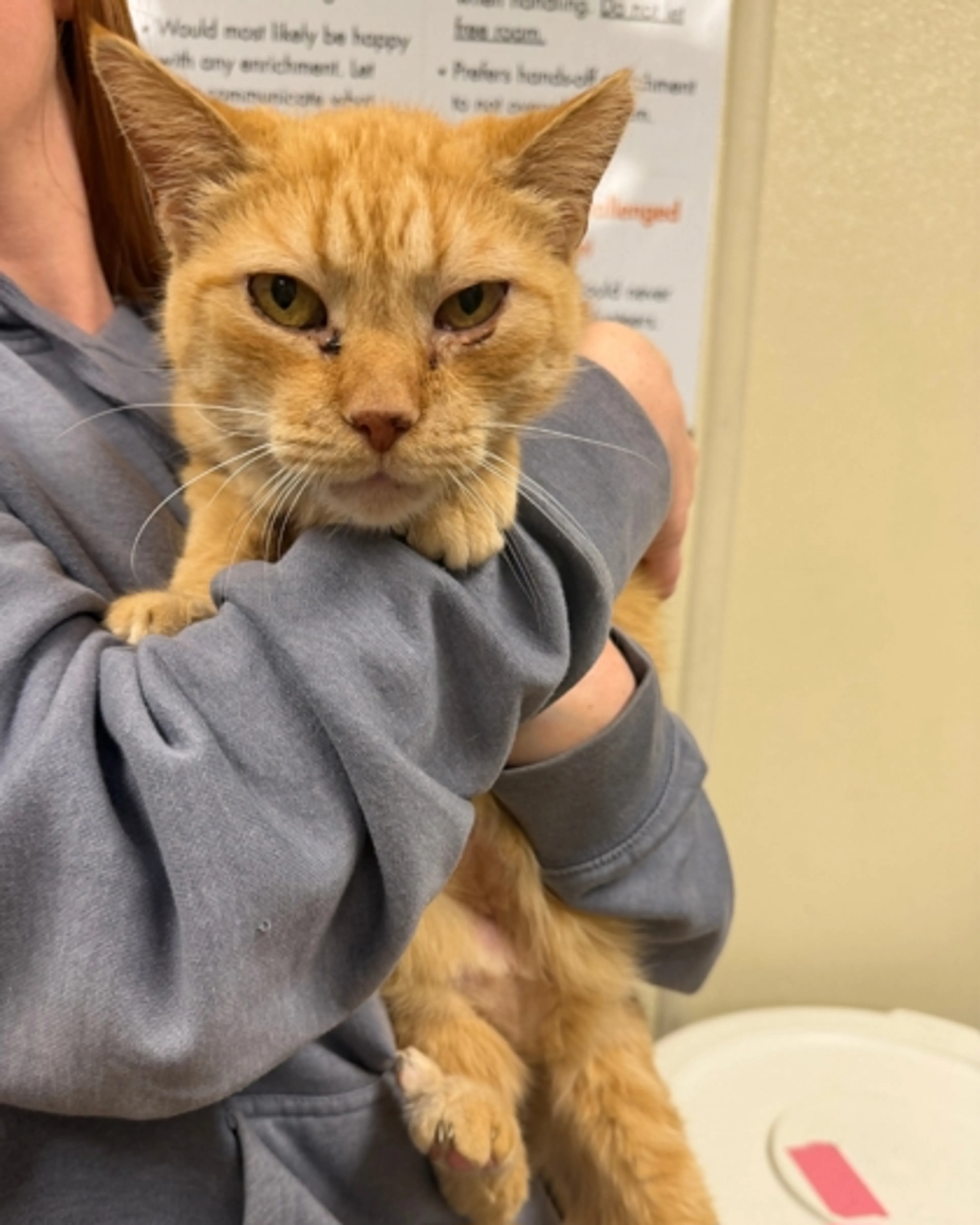 Found pet-1