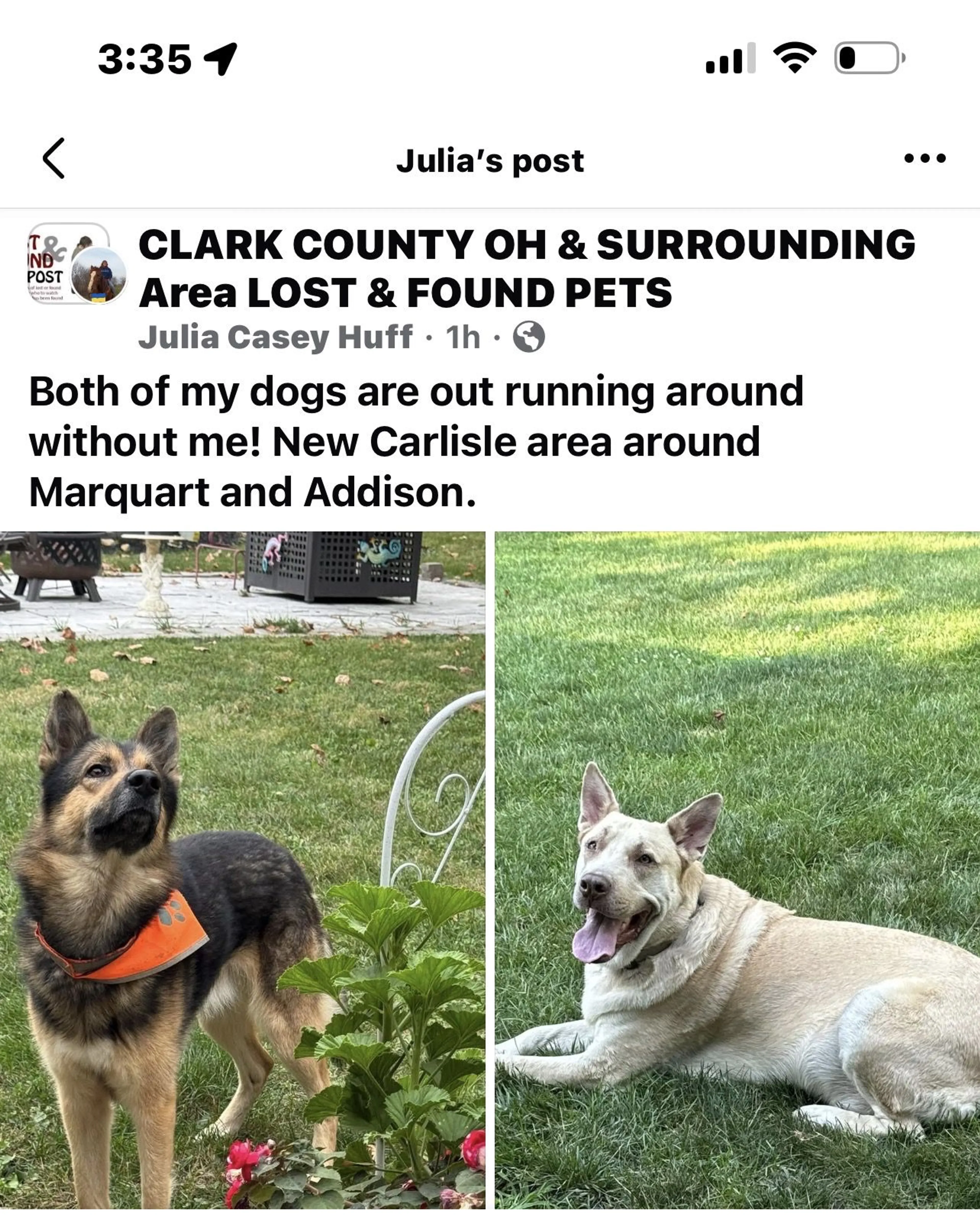 Lost pet