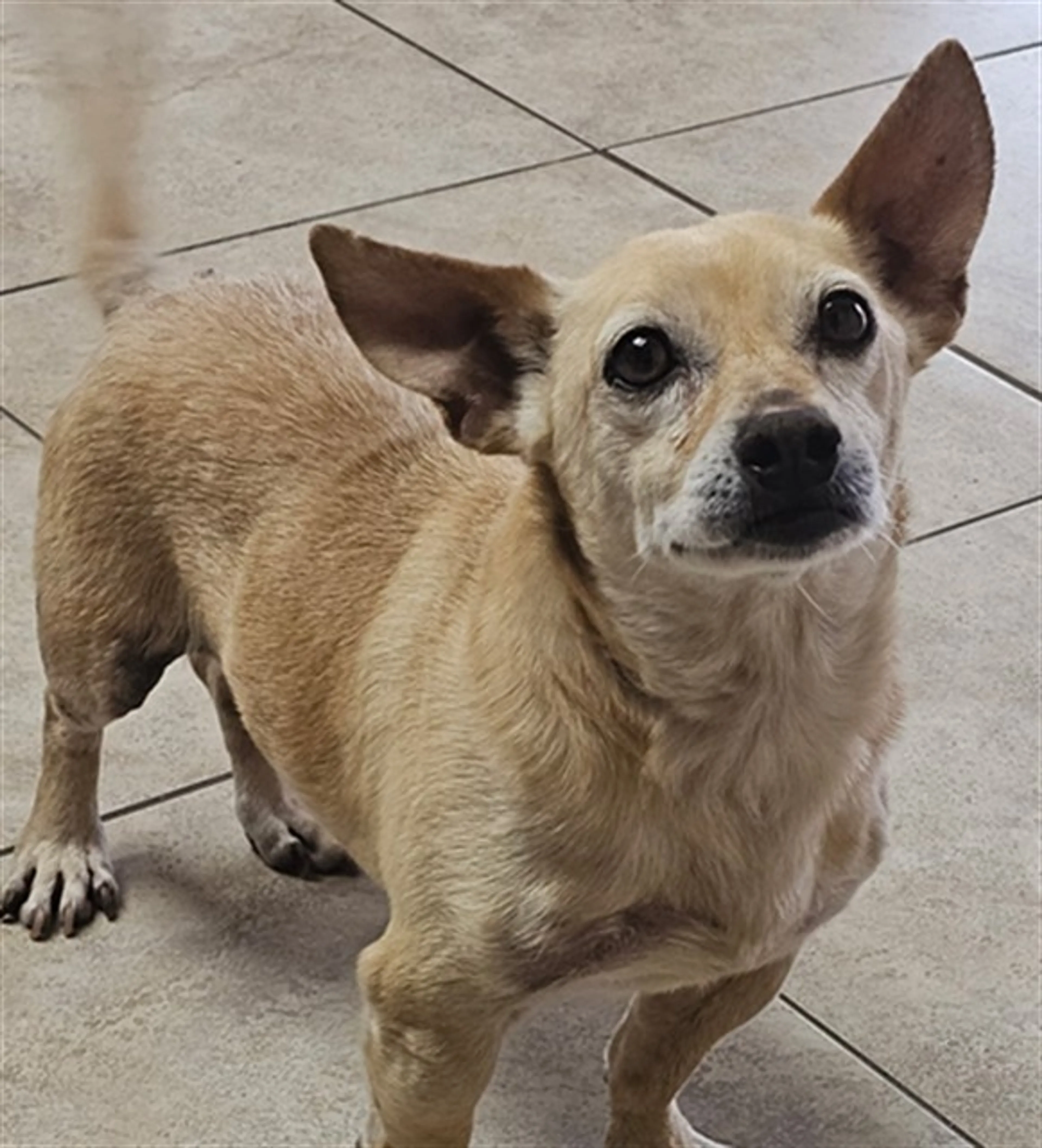Found pet