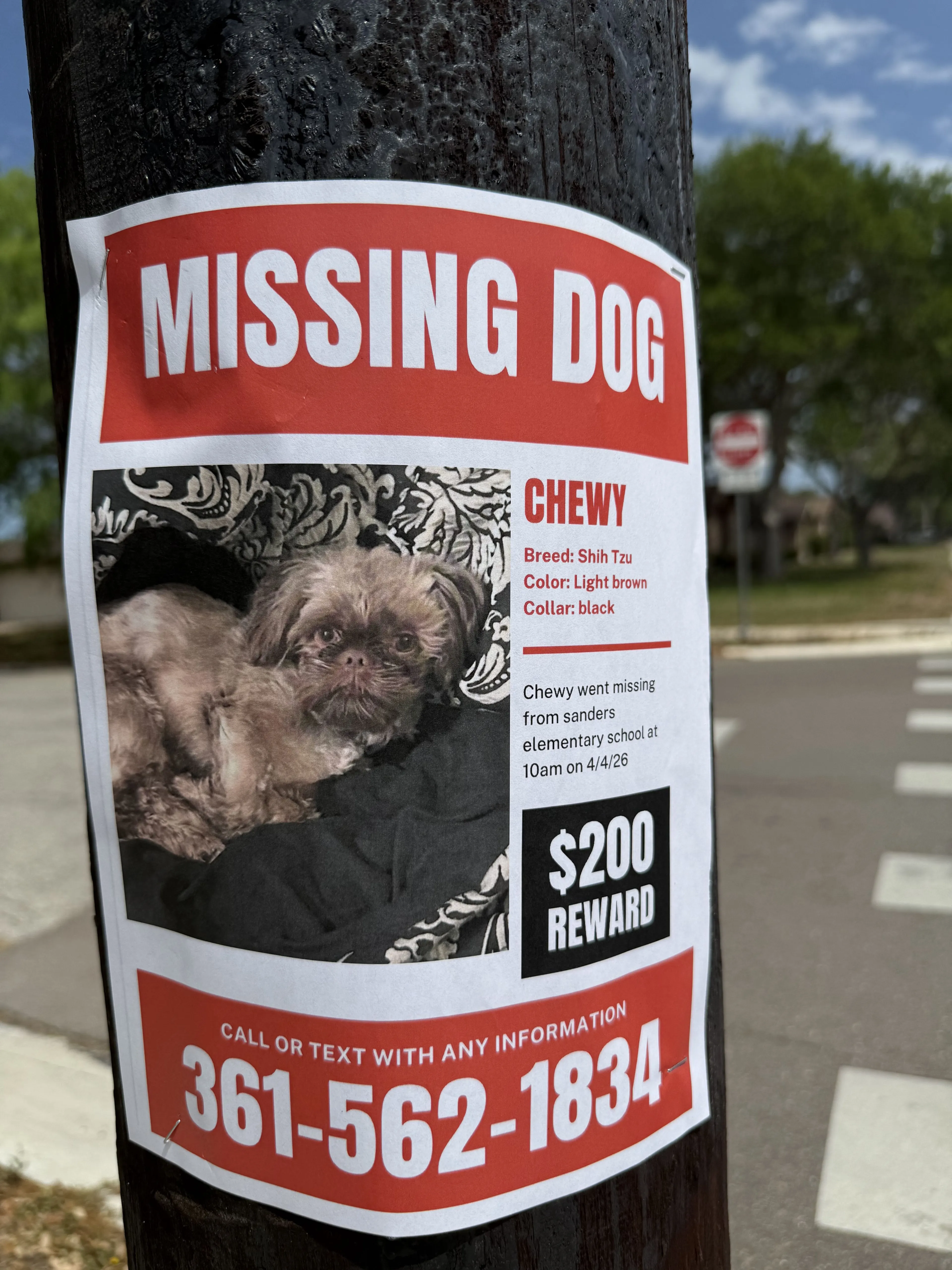 Lost pet