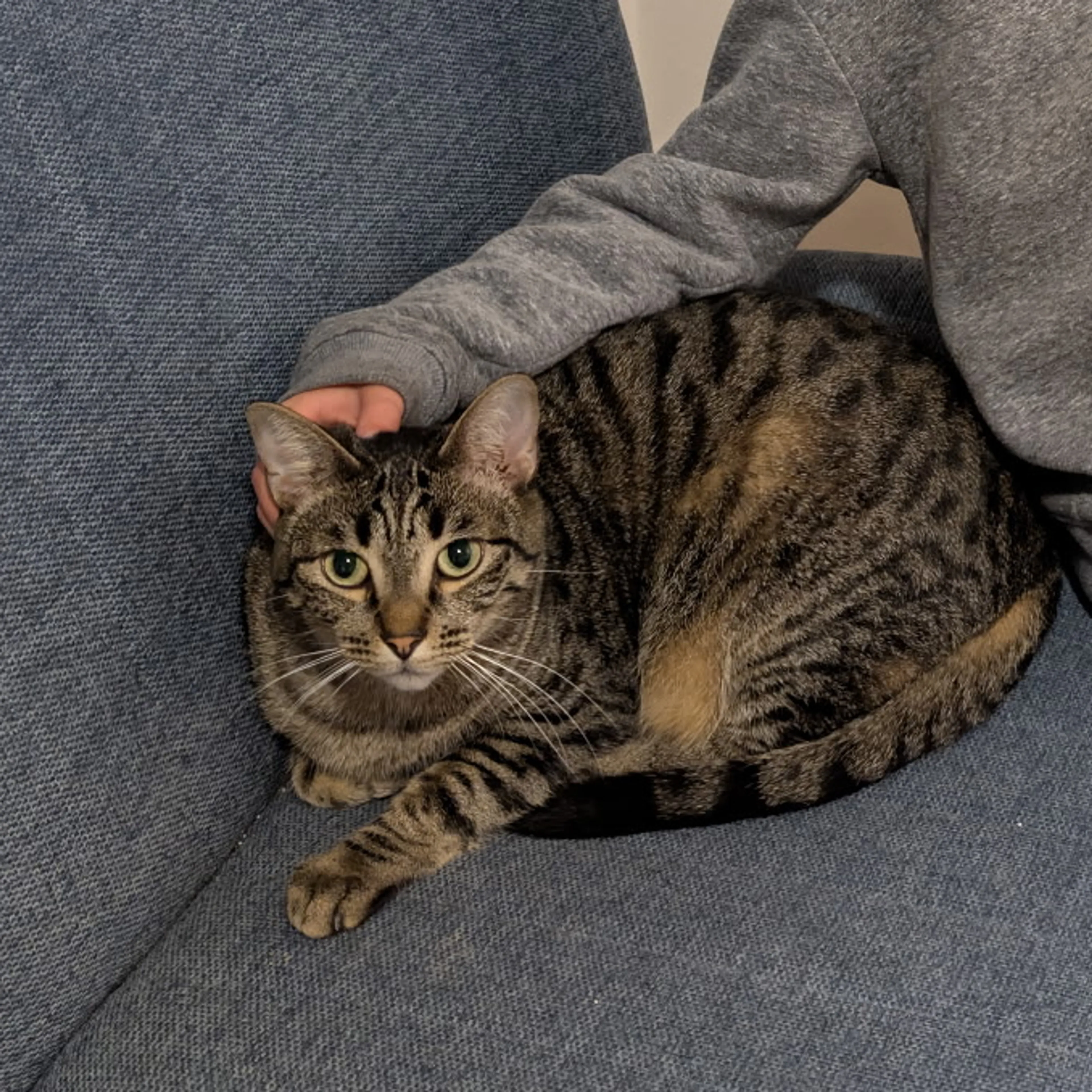 Lost pet-2