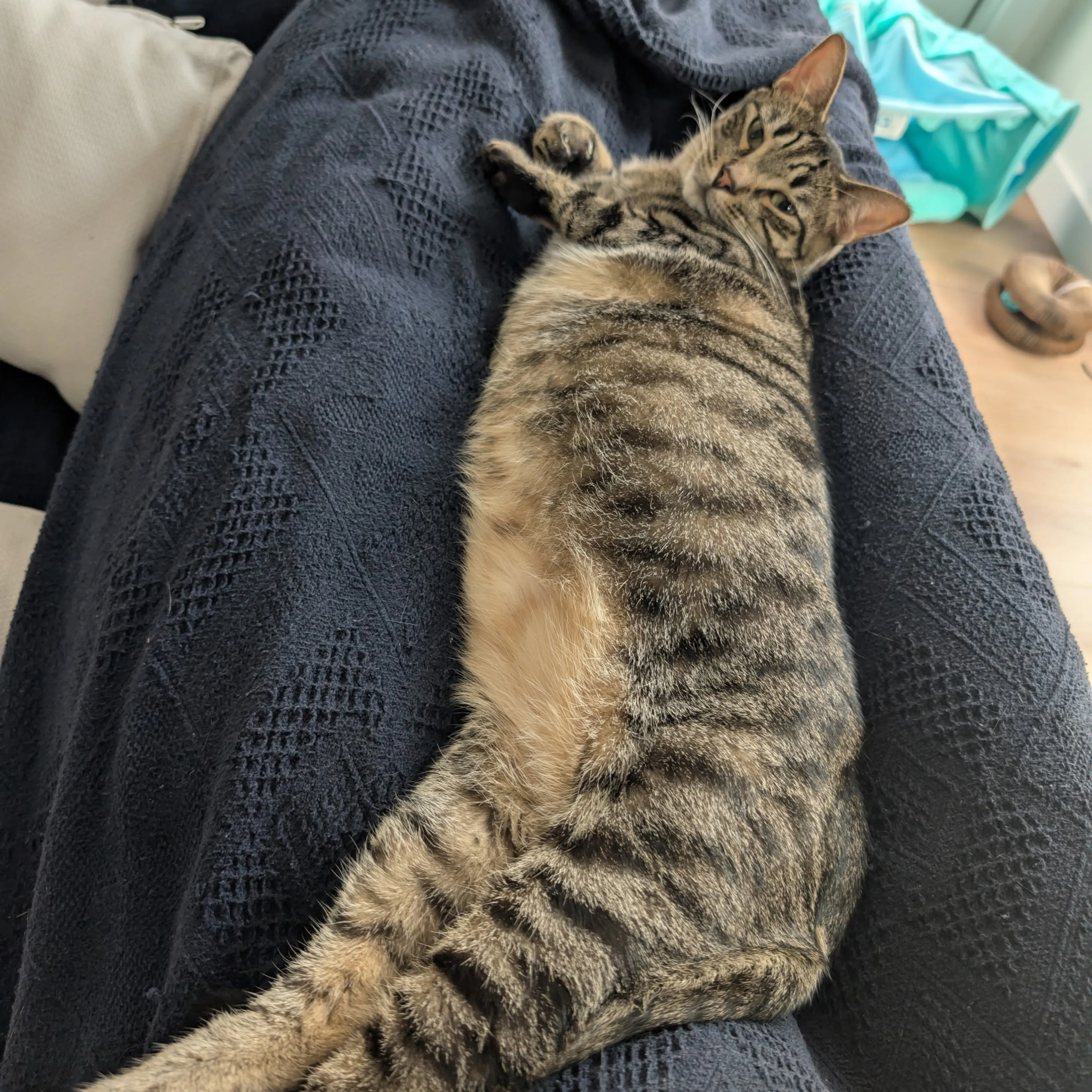 Lost pet-1