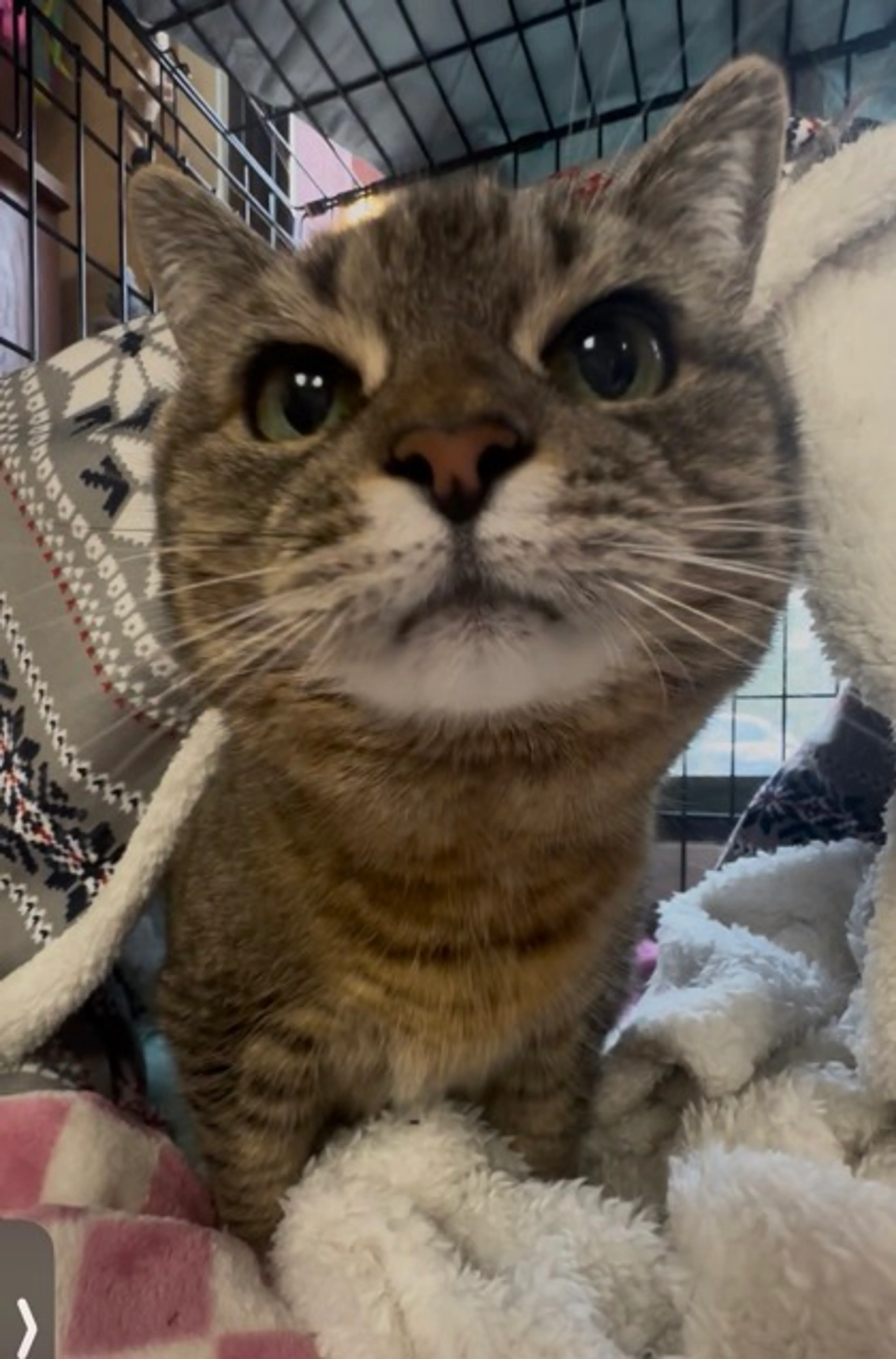 Found pet-2
