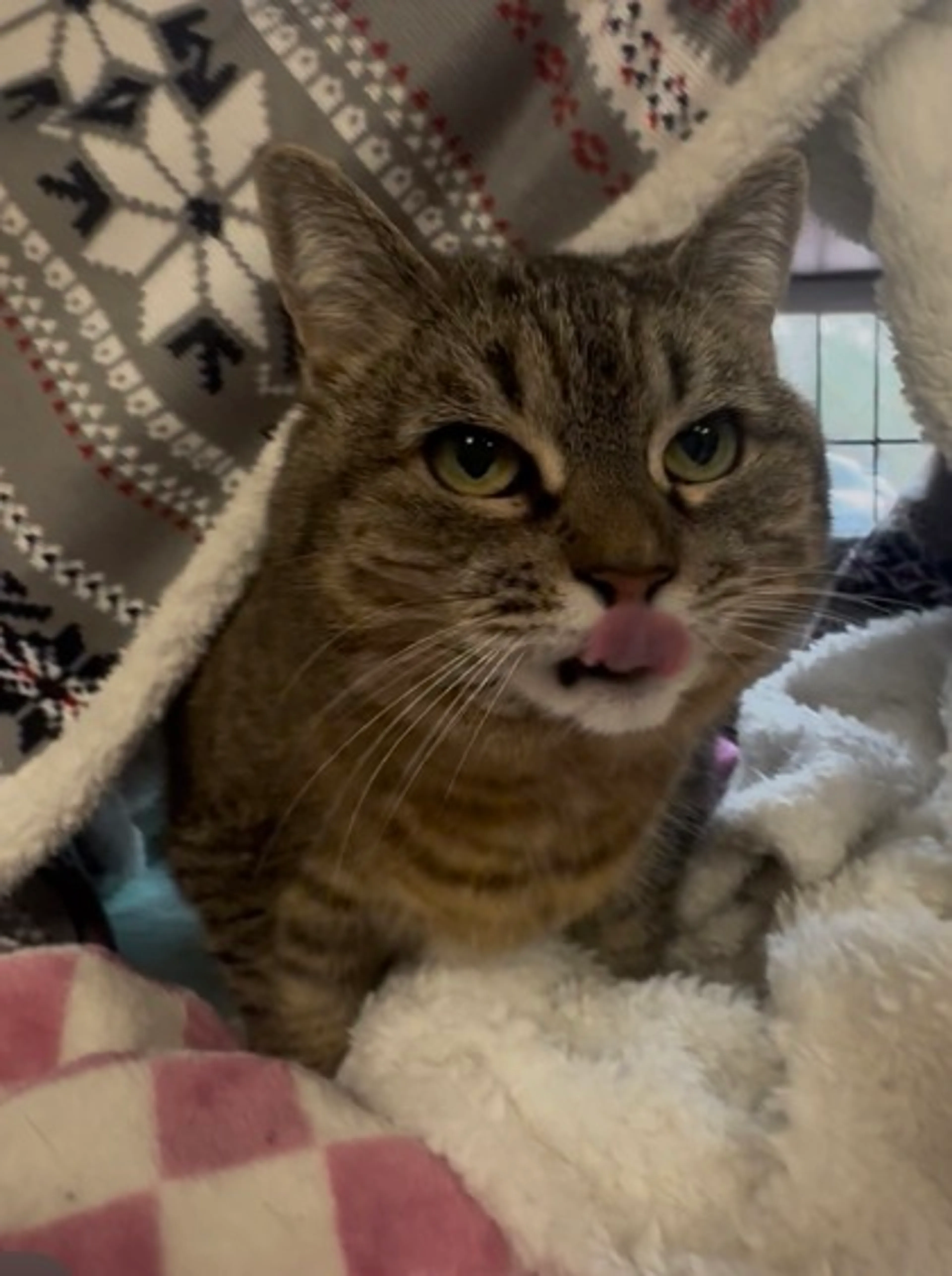 Found pet-1