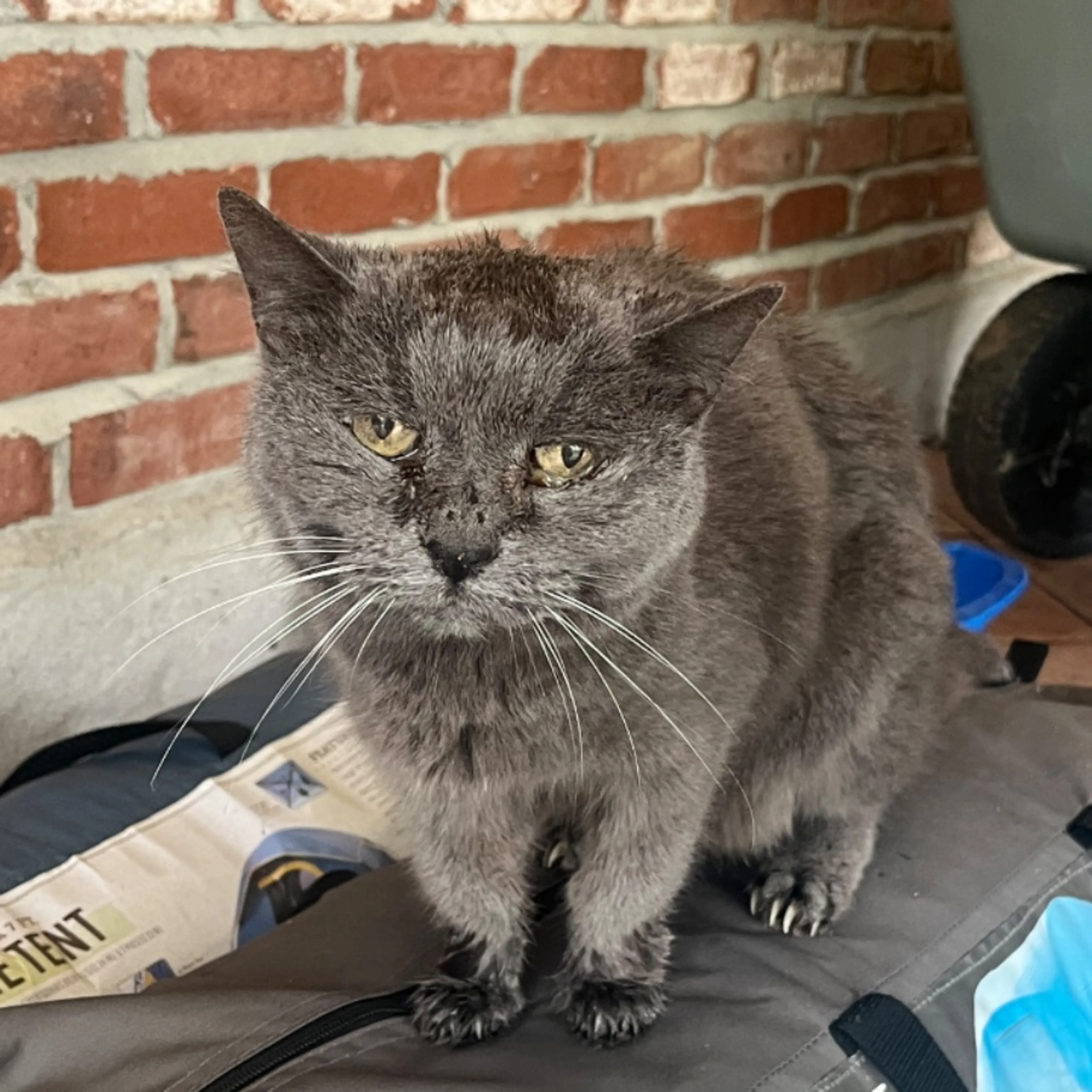 Found pet