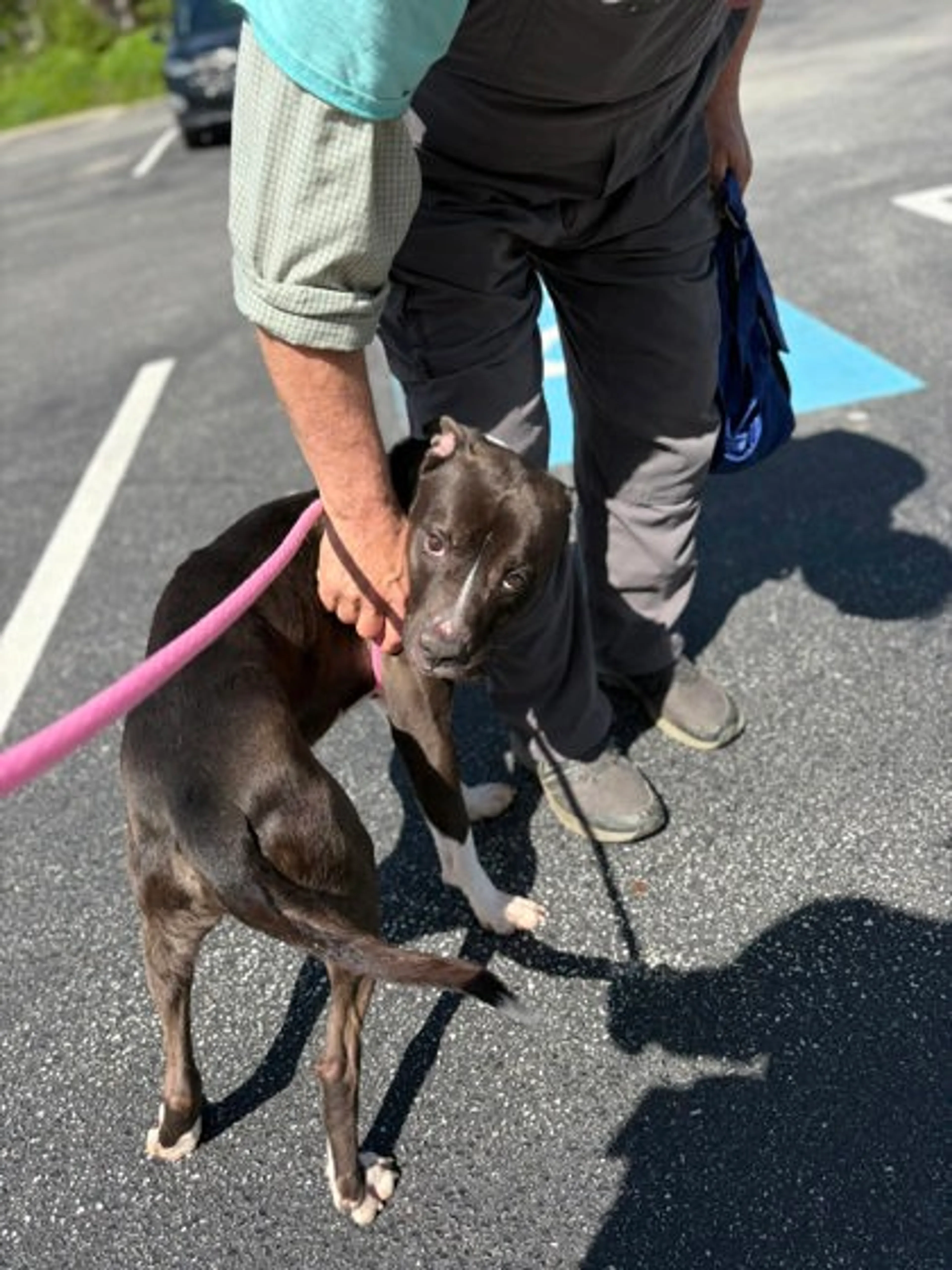 Found pet-1