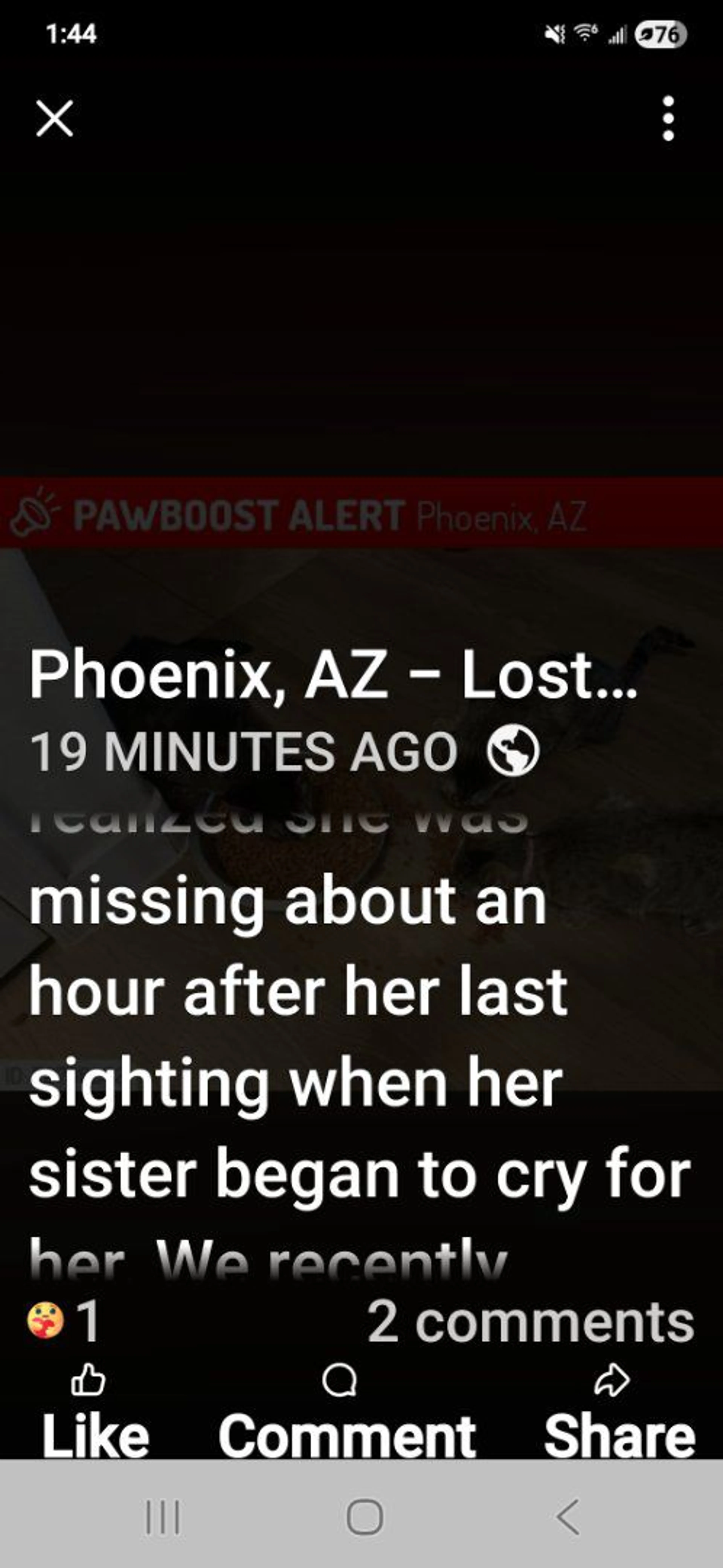 Lost pet-3