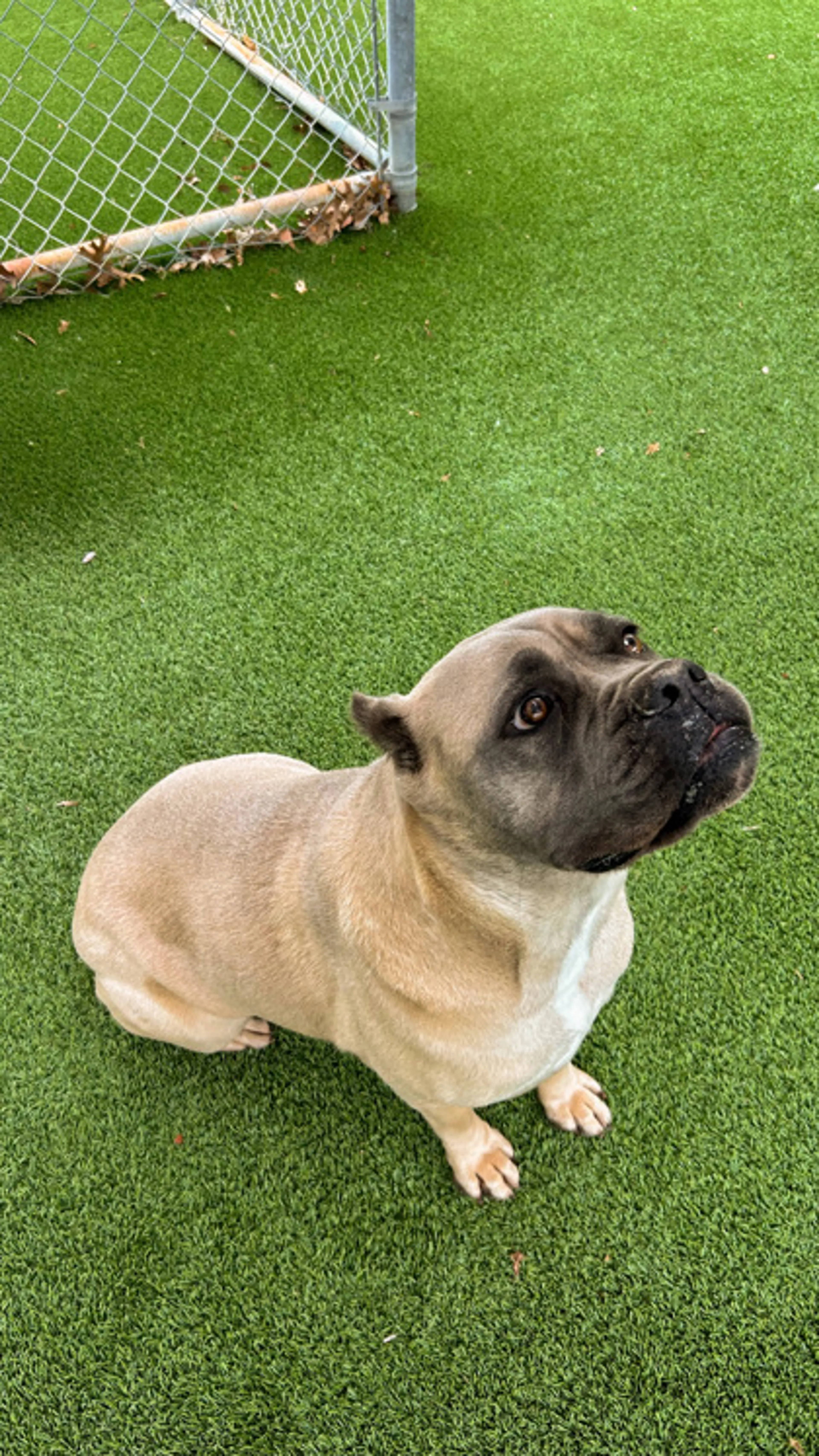 Found pet-2