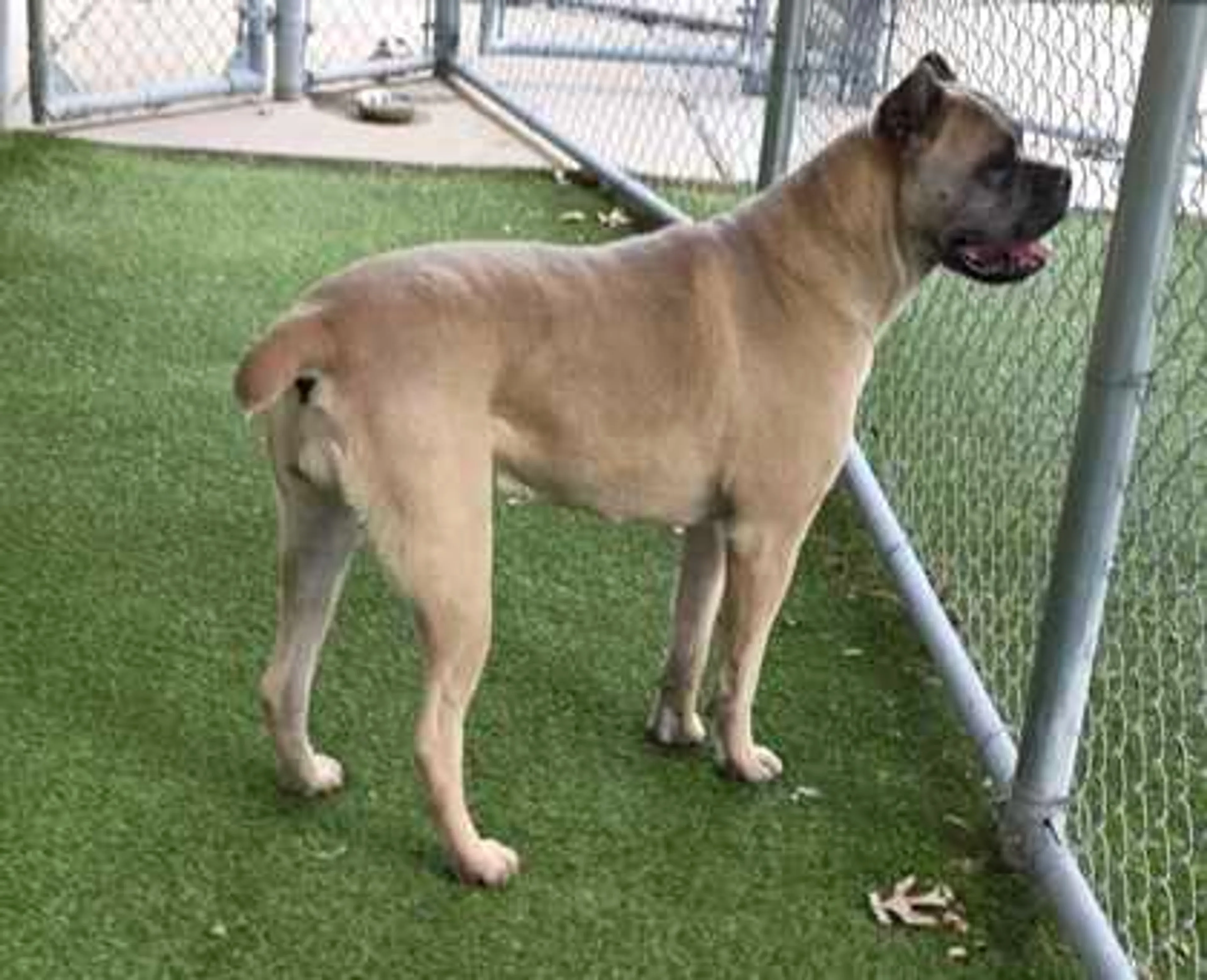 Found pet-1