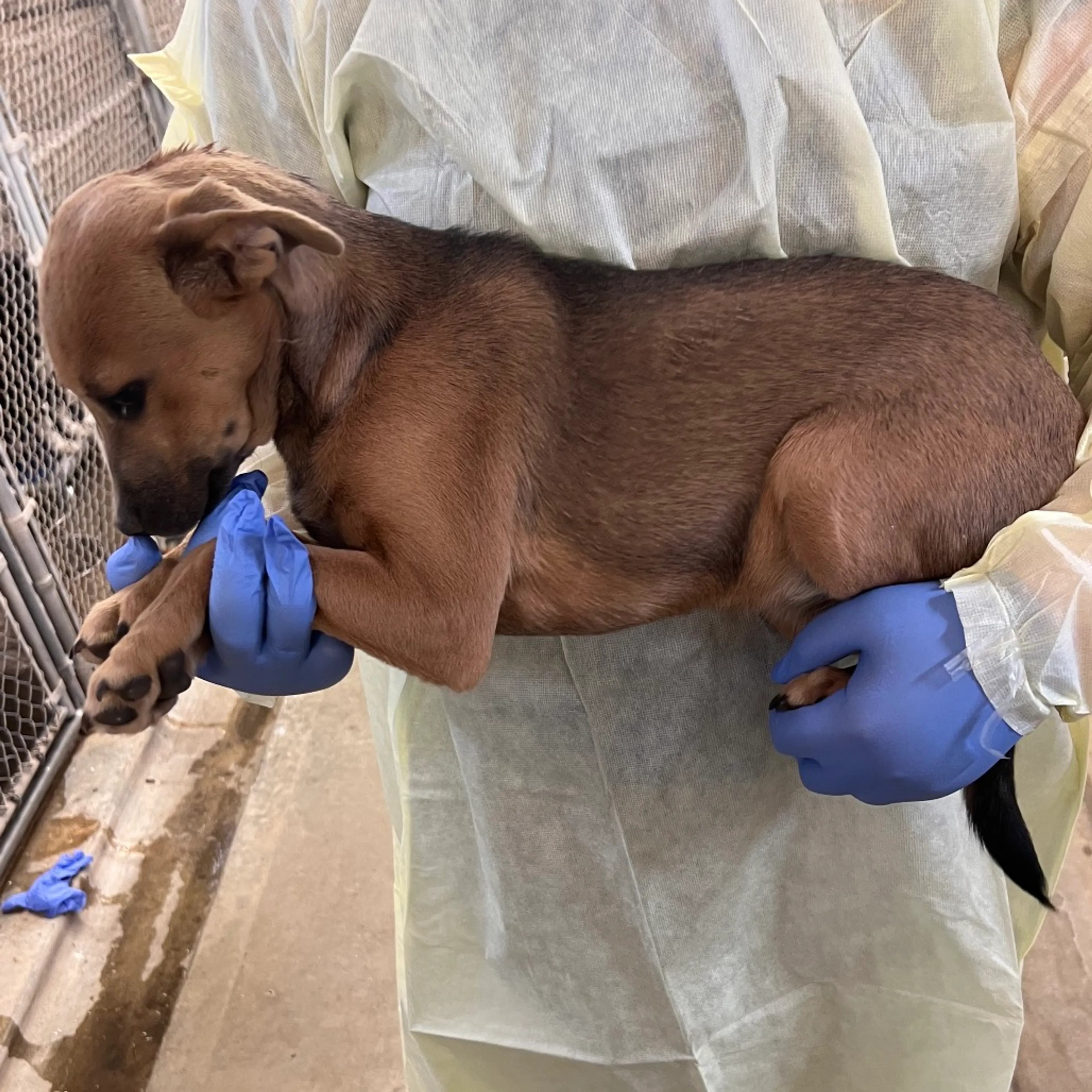 Found pet-2