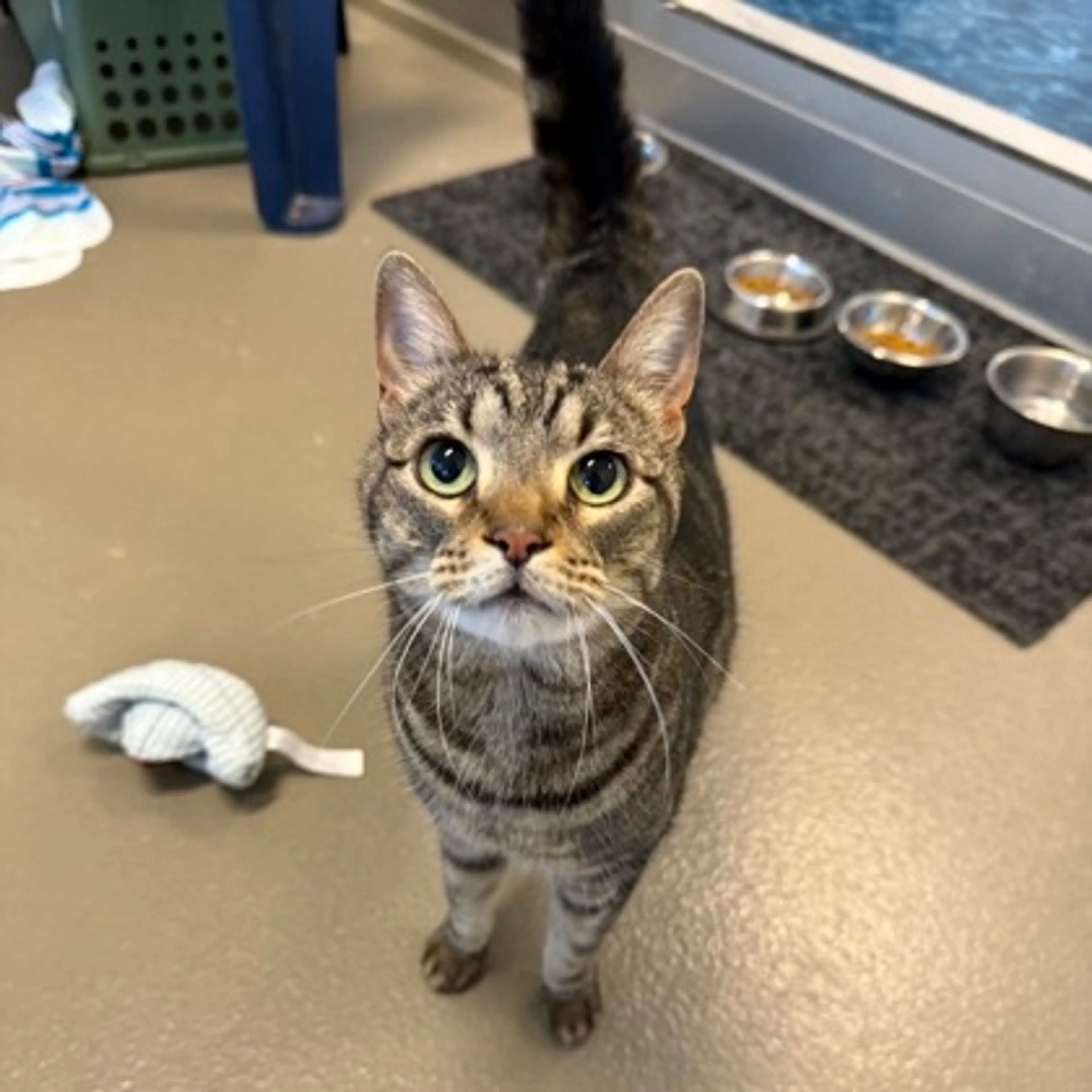 Found pet-2