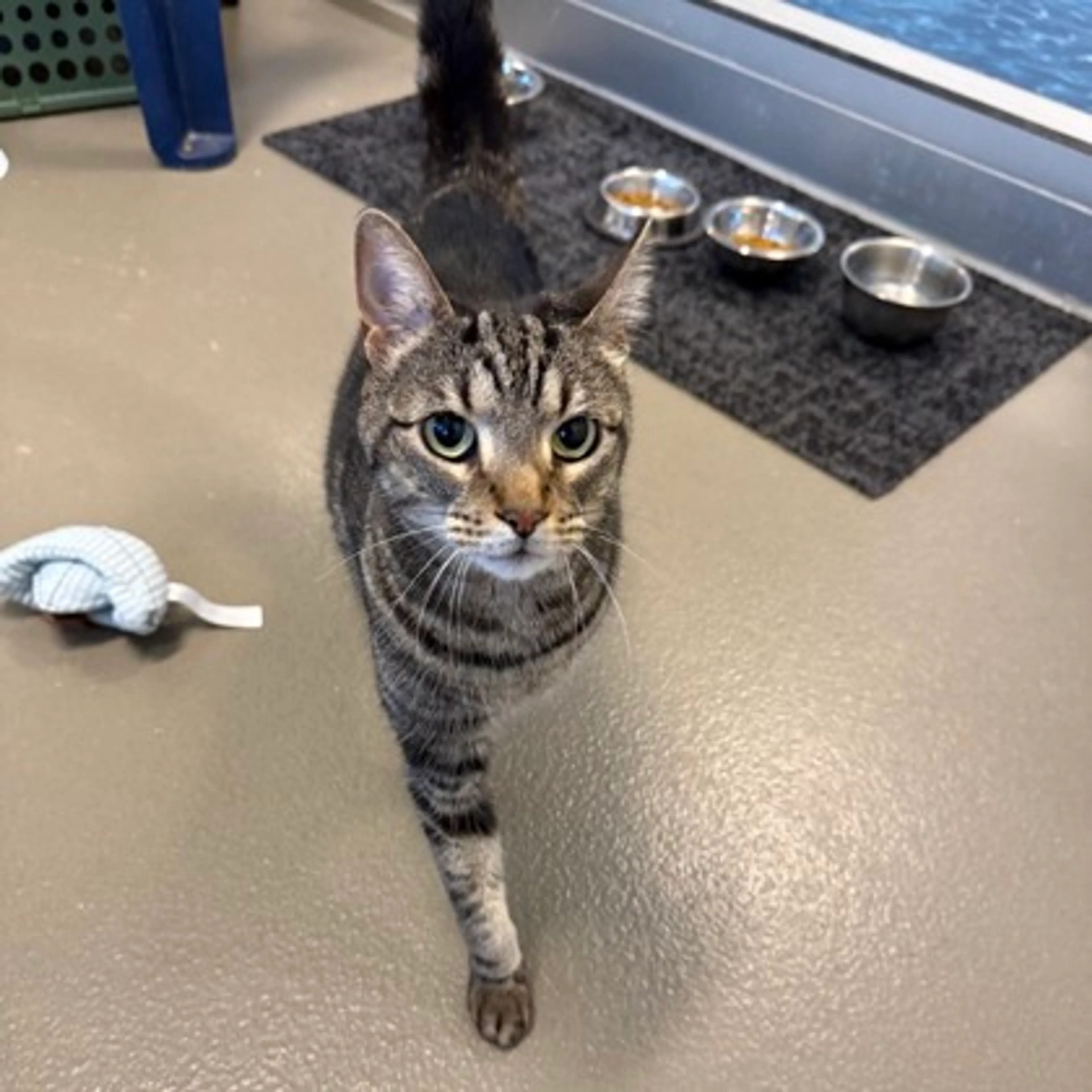 Found pet-1